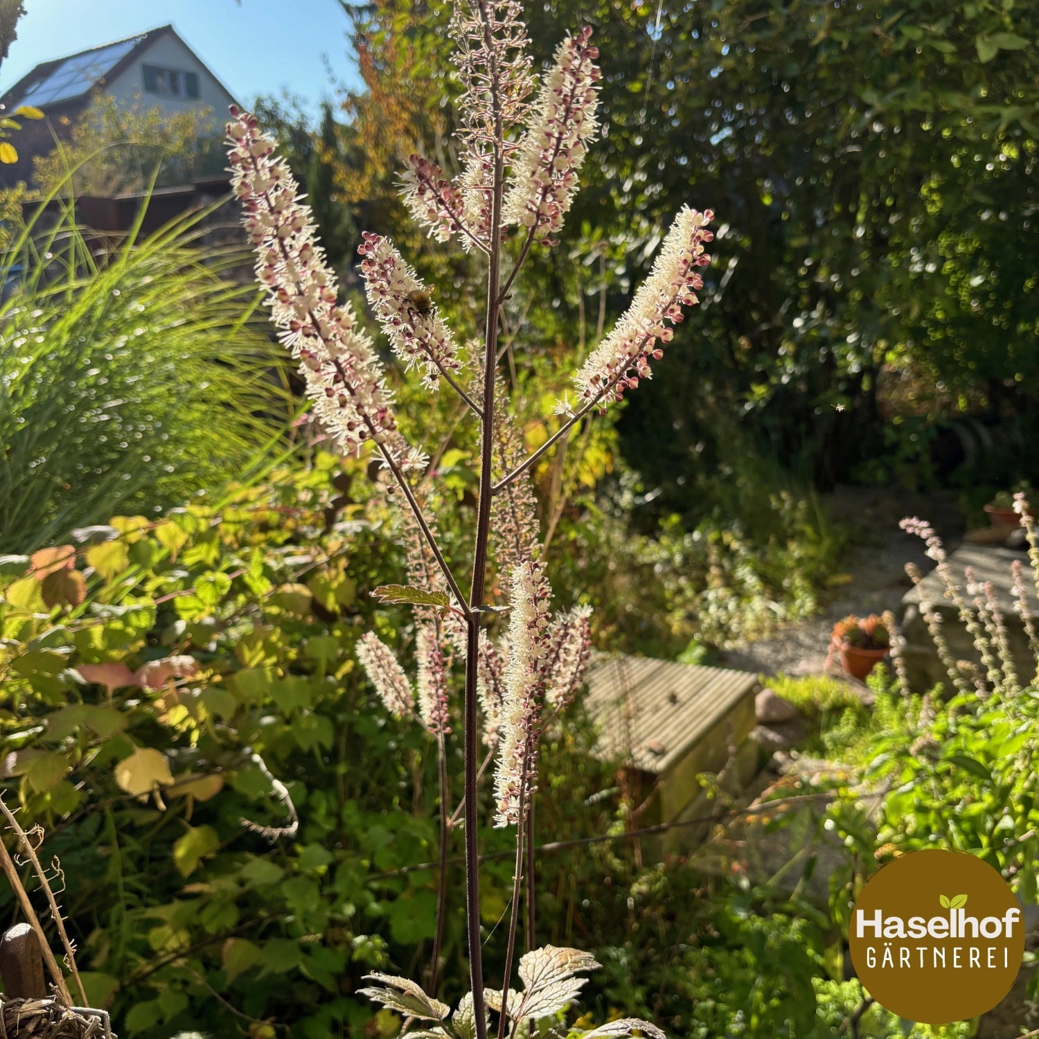 Cimicifuga ramosa `Pink Spike` (Actaea)