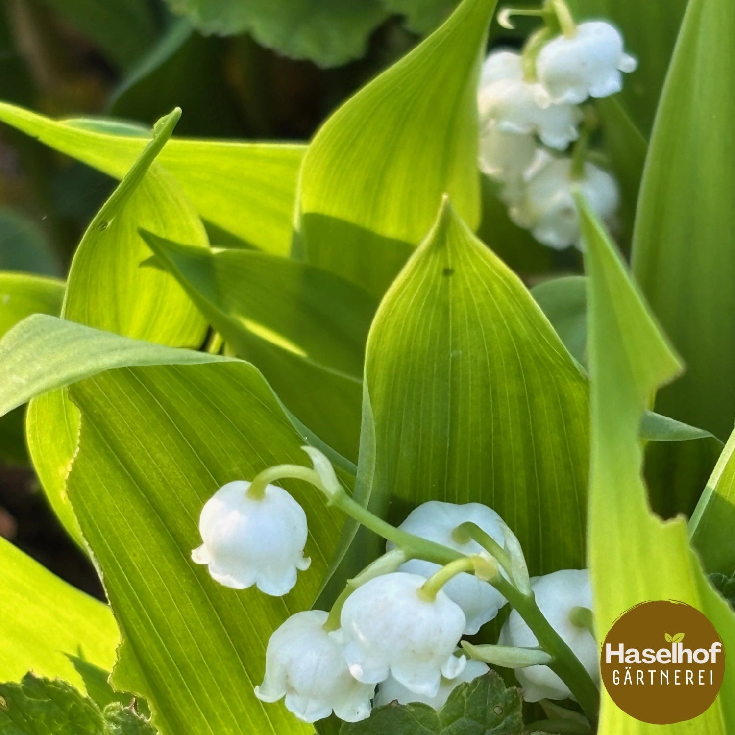 Muguet de mai