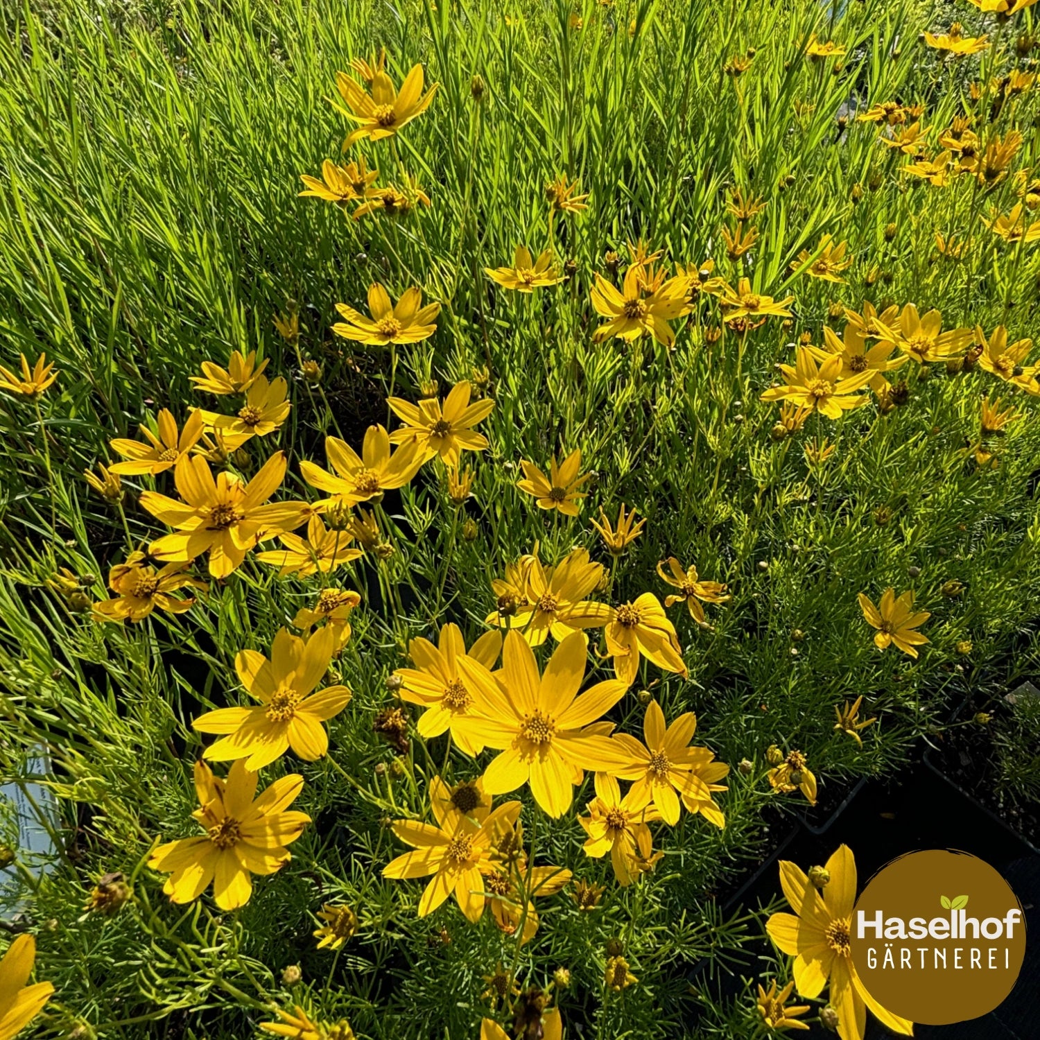 Coreopsis verticillata 'Grandiflora'