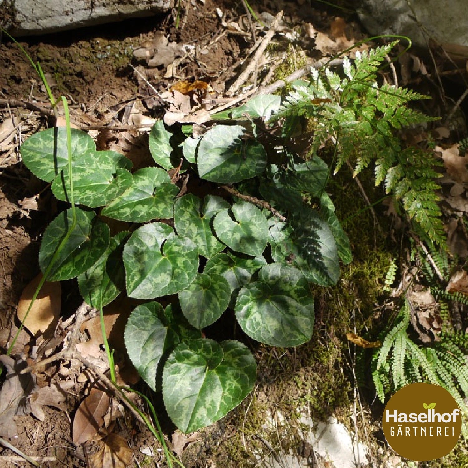 Cyclamen hederifolium (forme de jardin)