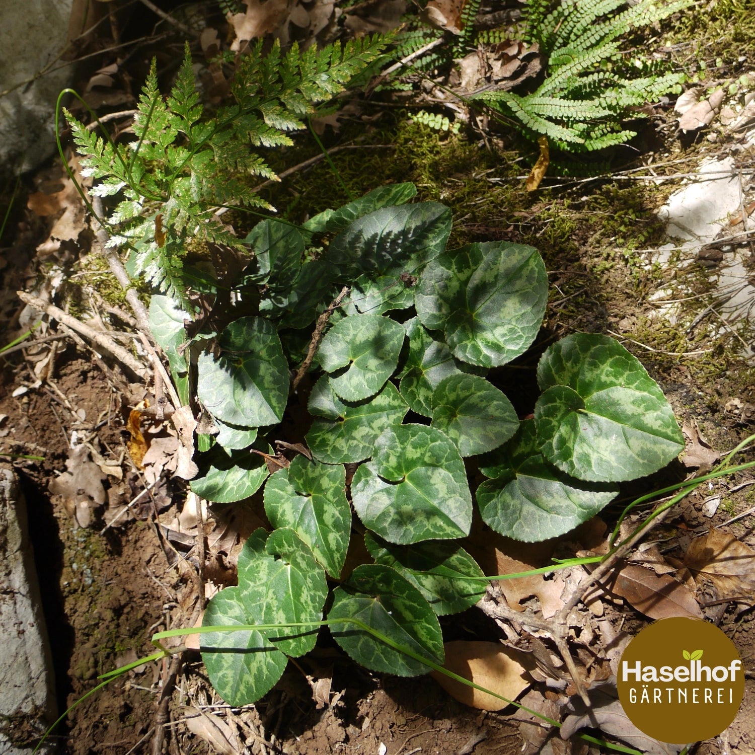 Cyclamen hederifolium (forme de jardin)
