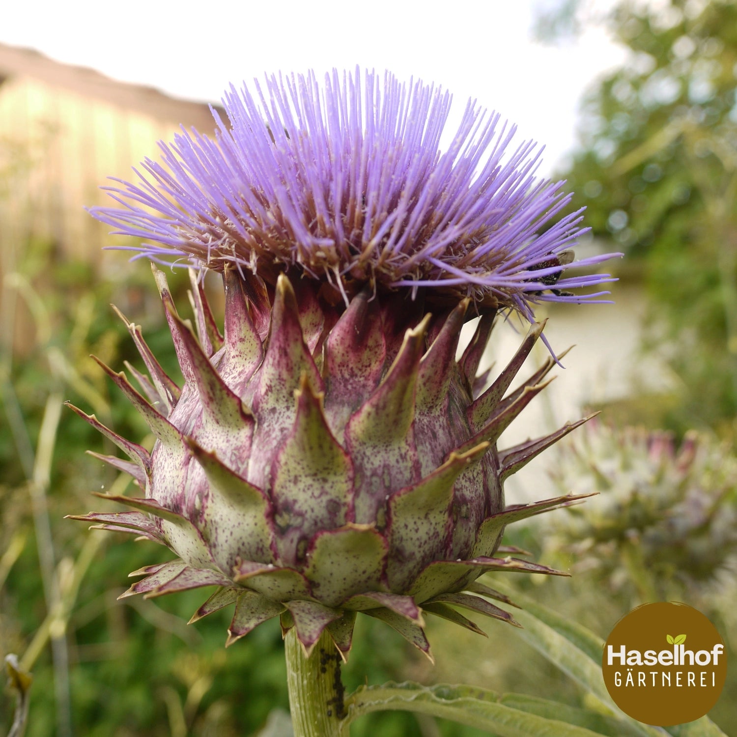 Cynara « Argente de Genève » (Cardon)