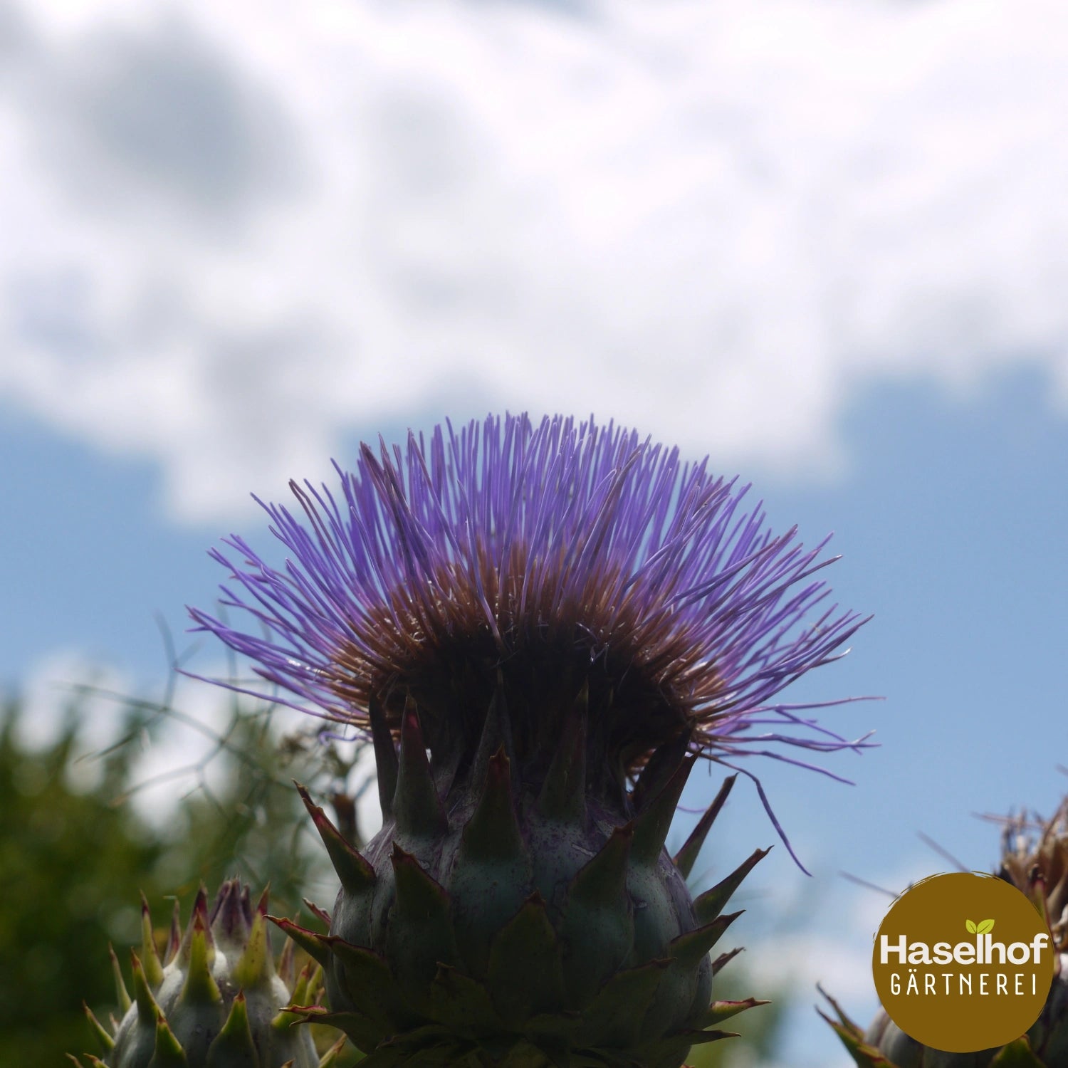 Cynara « Argente de Genève » (Cardon)