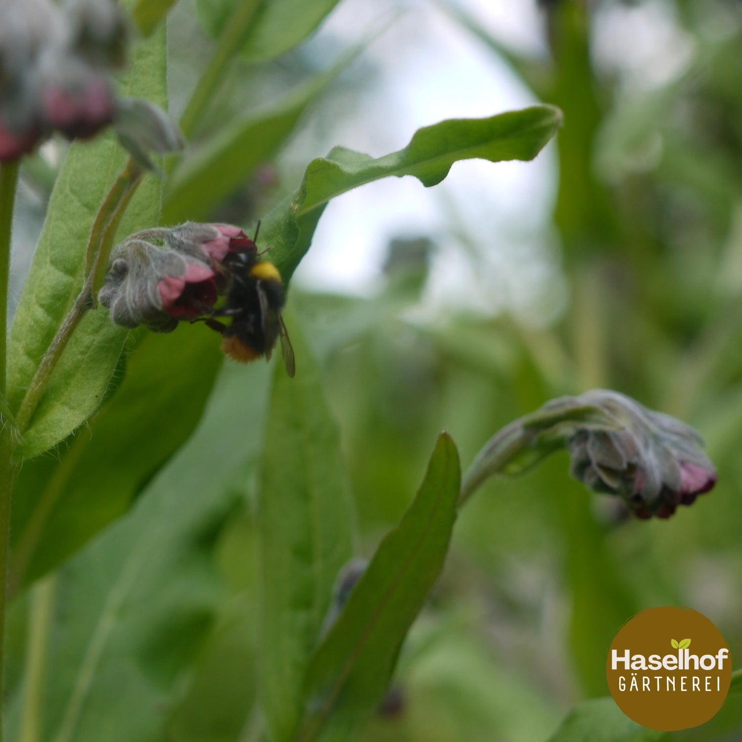 Cynoglossum officinale