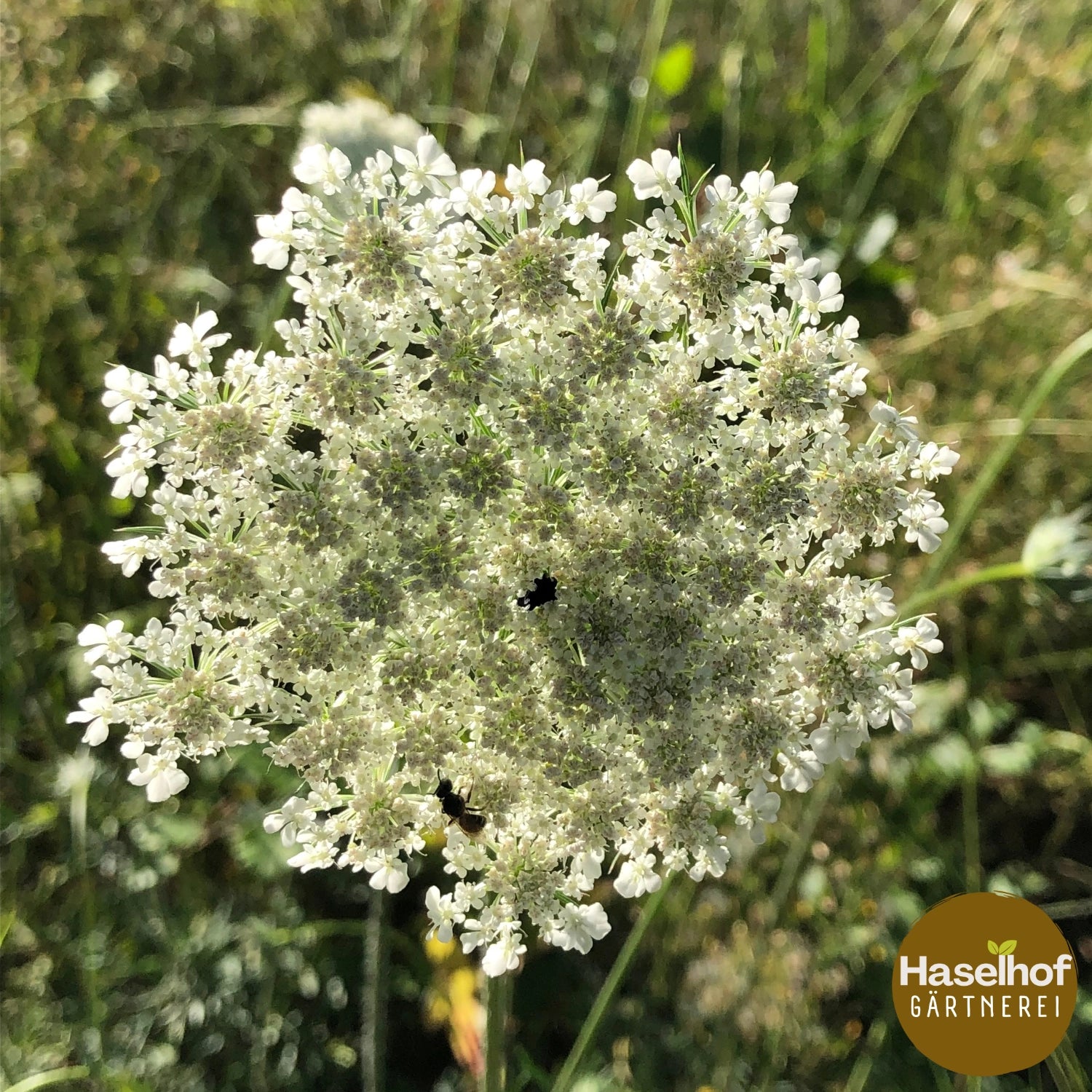 Daucus carota