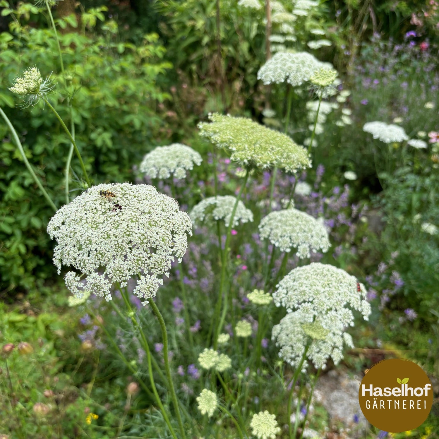 Daucus carota