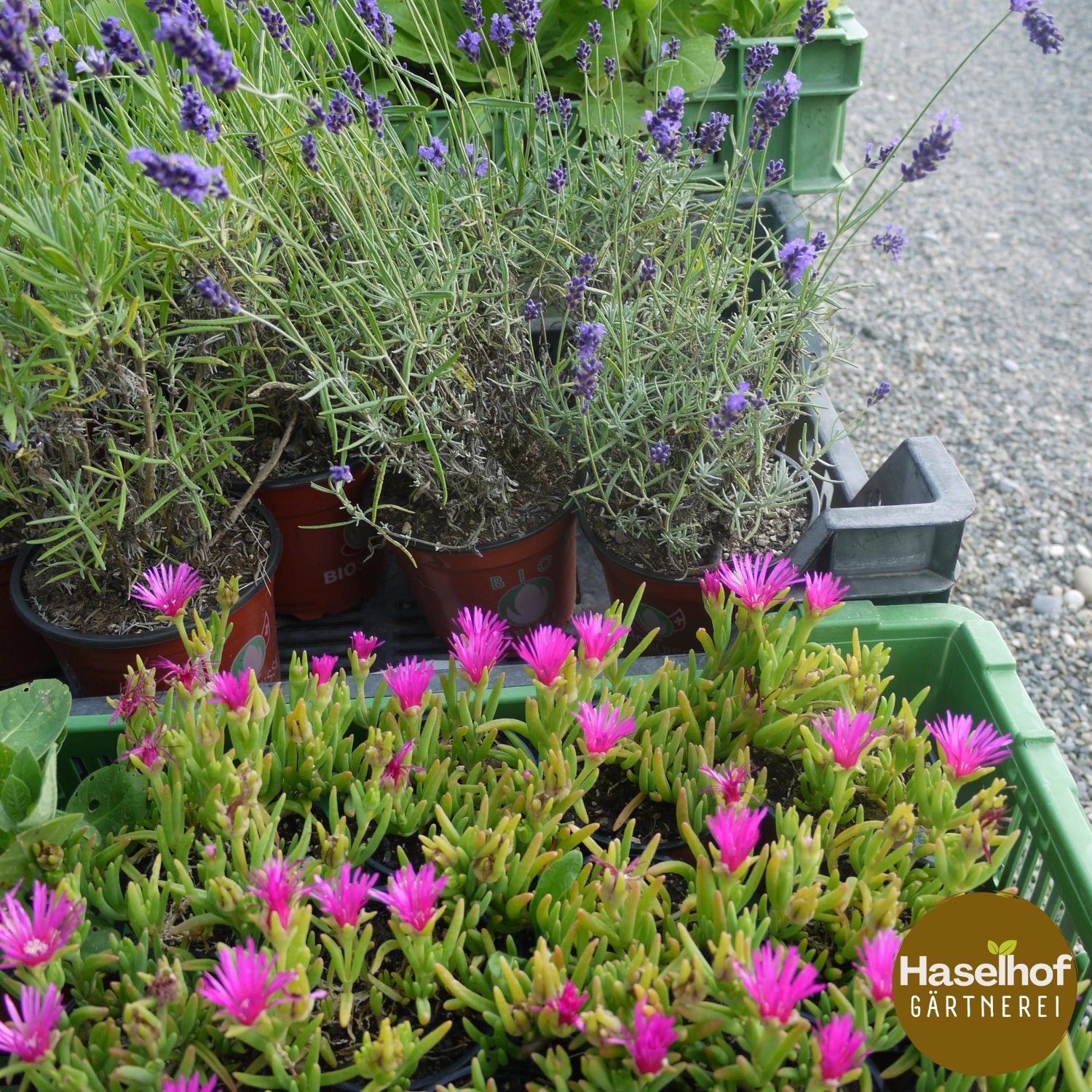 Delosperma cooperi