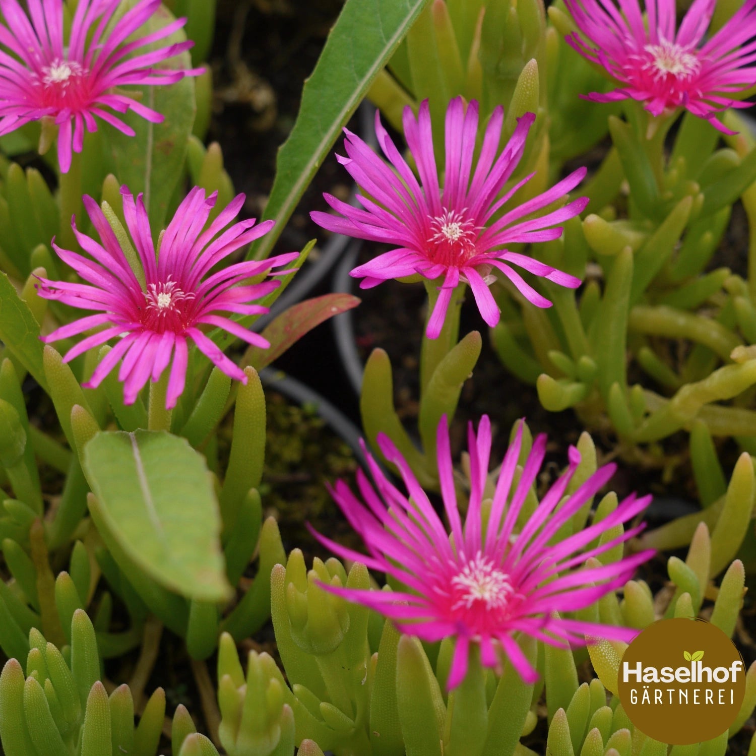 Delosperma cooperi