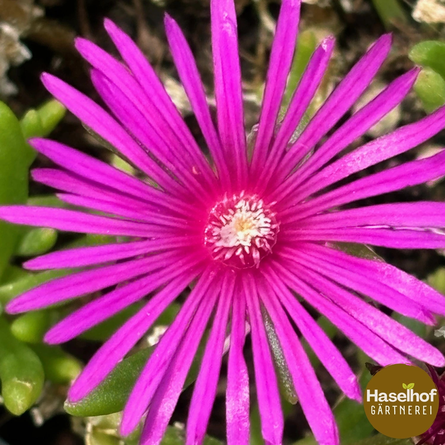 Delosperma cooperi