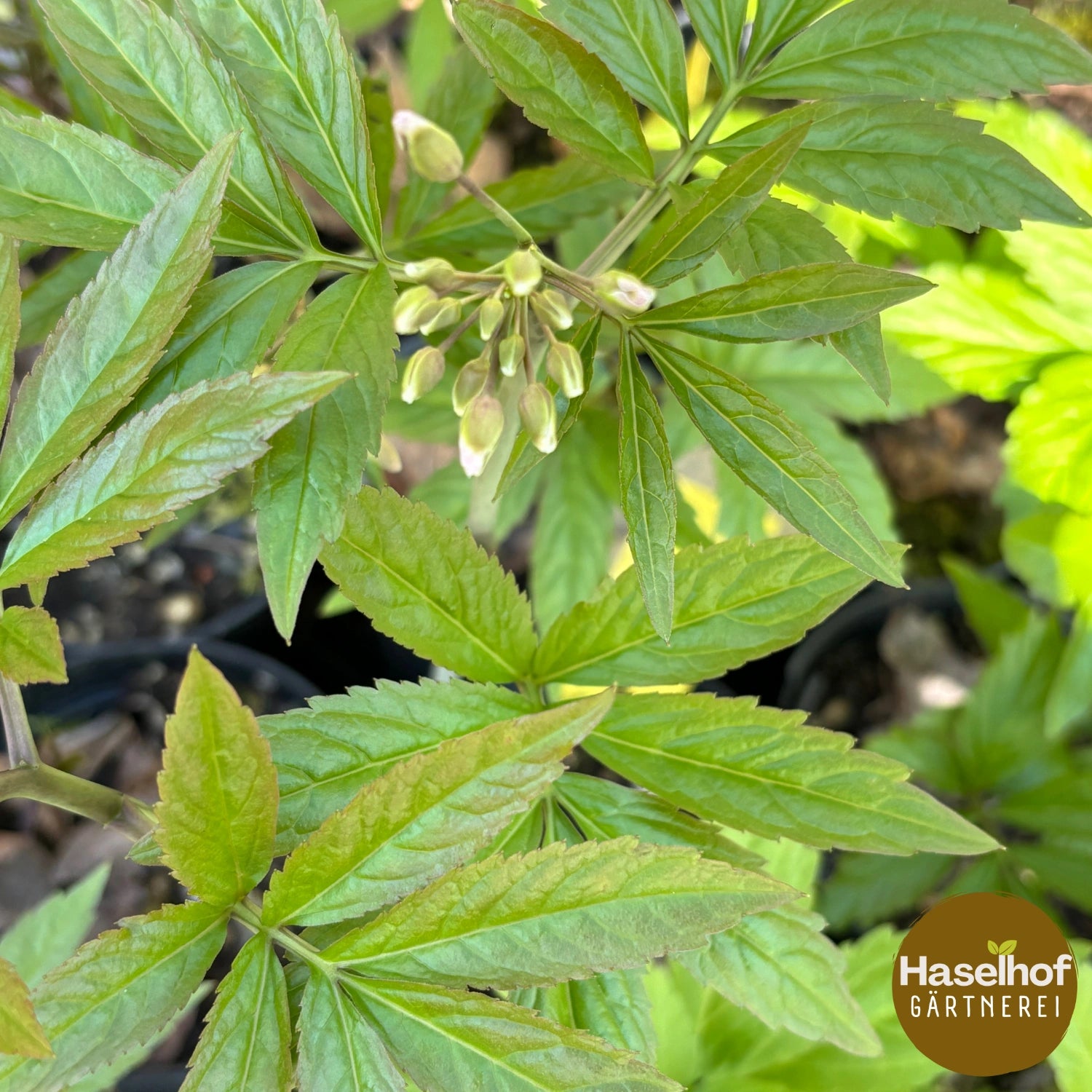 Cardamine bulbifera