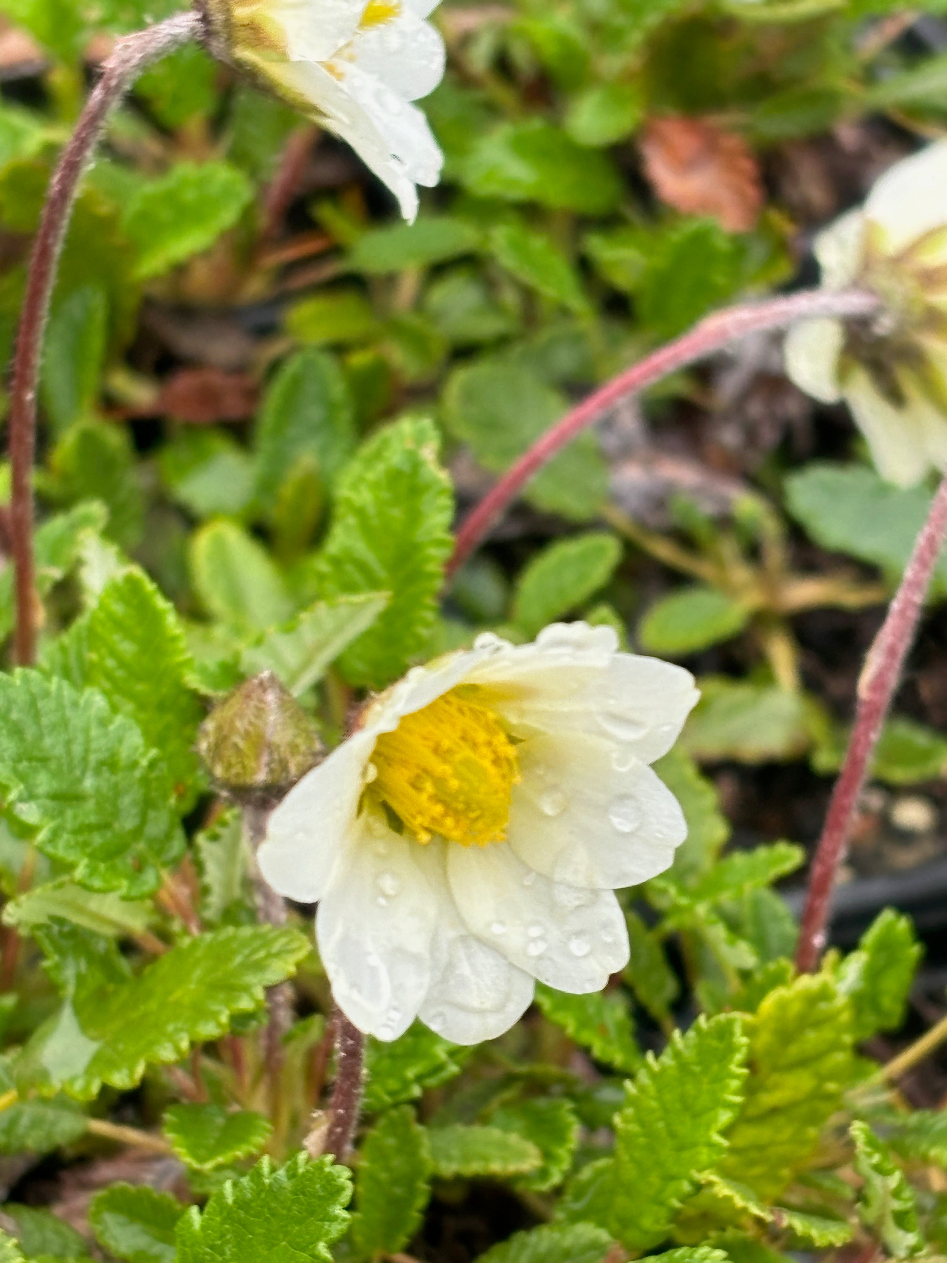 Dryas × suendermannii