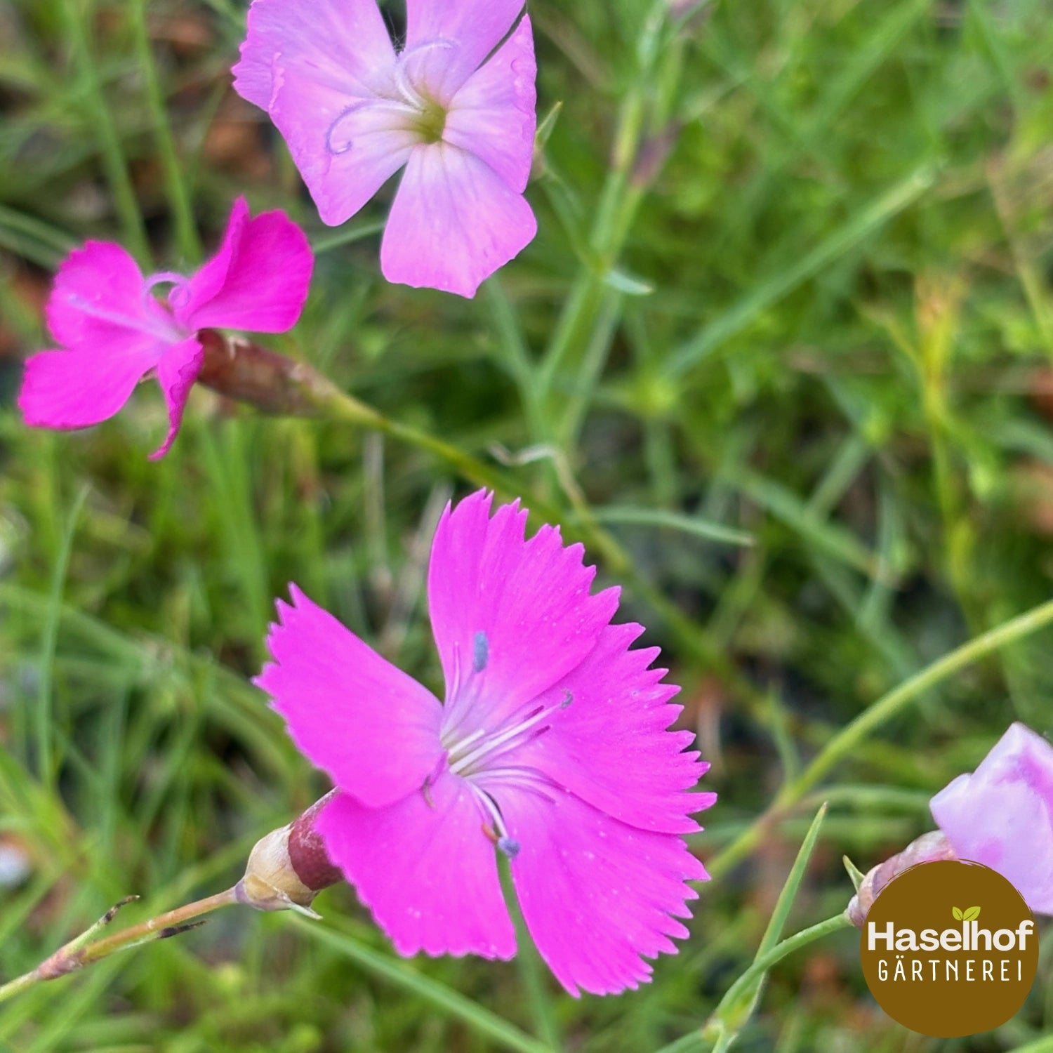 Dianthus alpinus