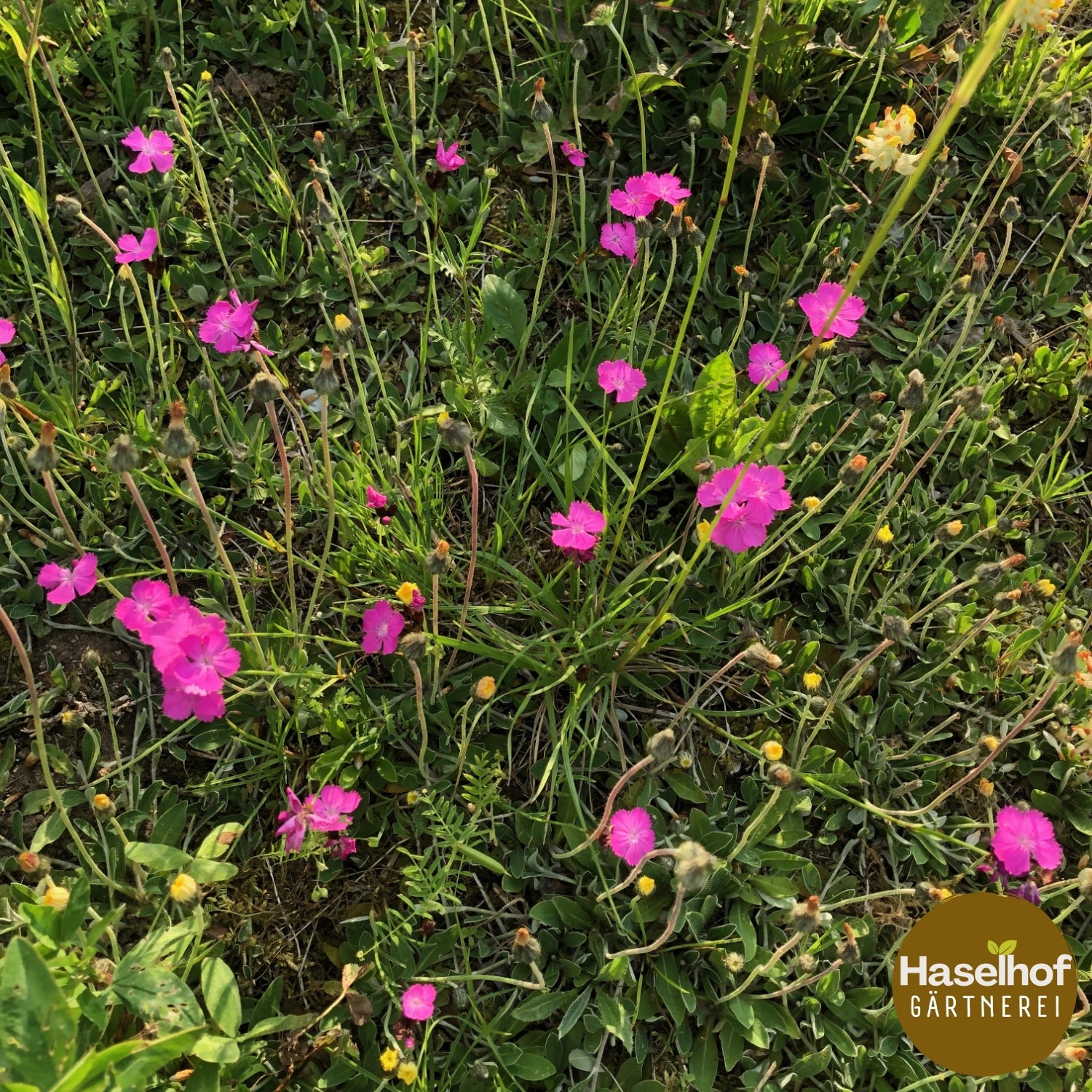 Dianthus carthusianorum