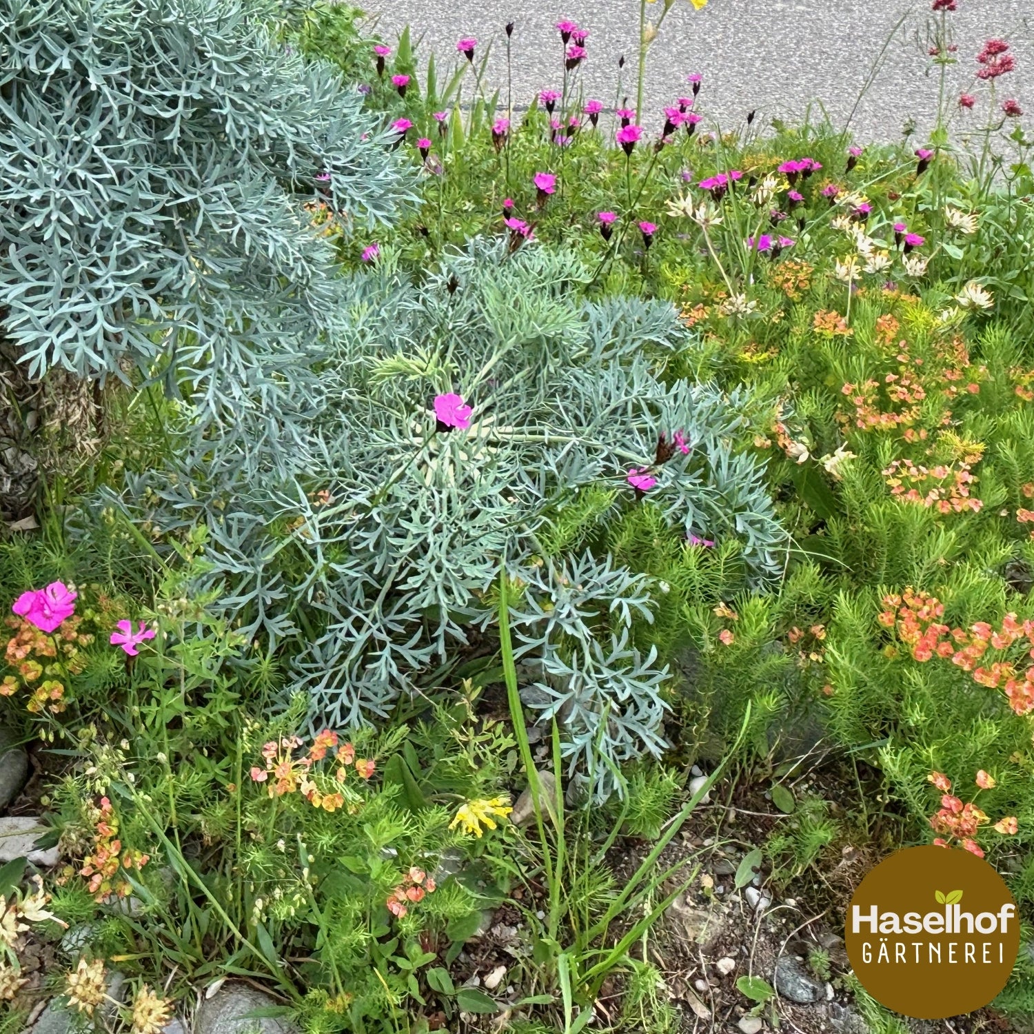 Dianthus carthusianorum