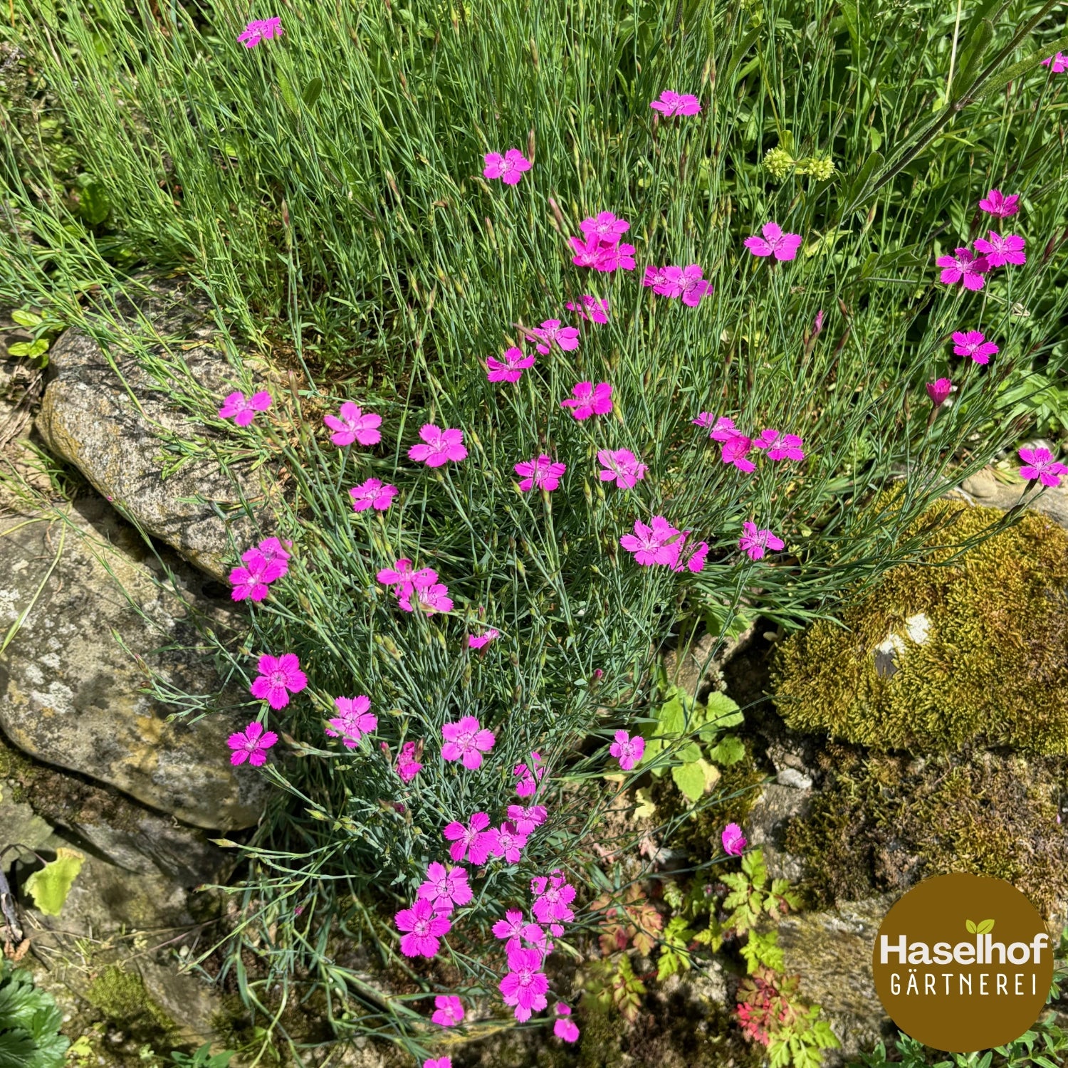 Dianthus deltoides