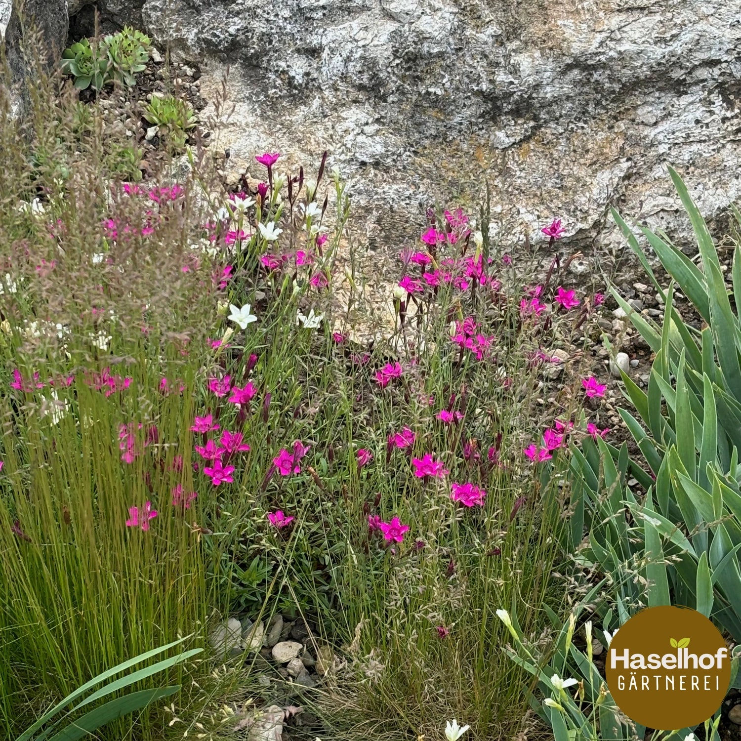 Dianthus deltoides