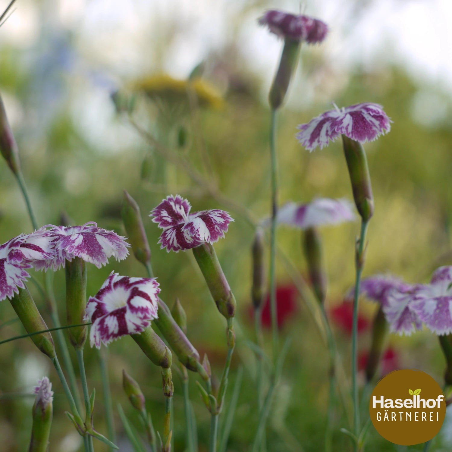 Dianthus × lumnitzeri 'Tatra Fragrance'