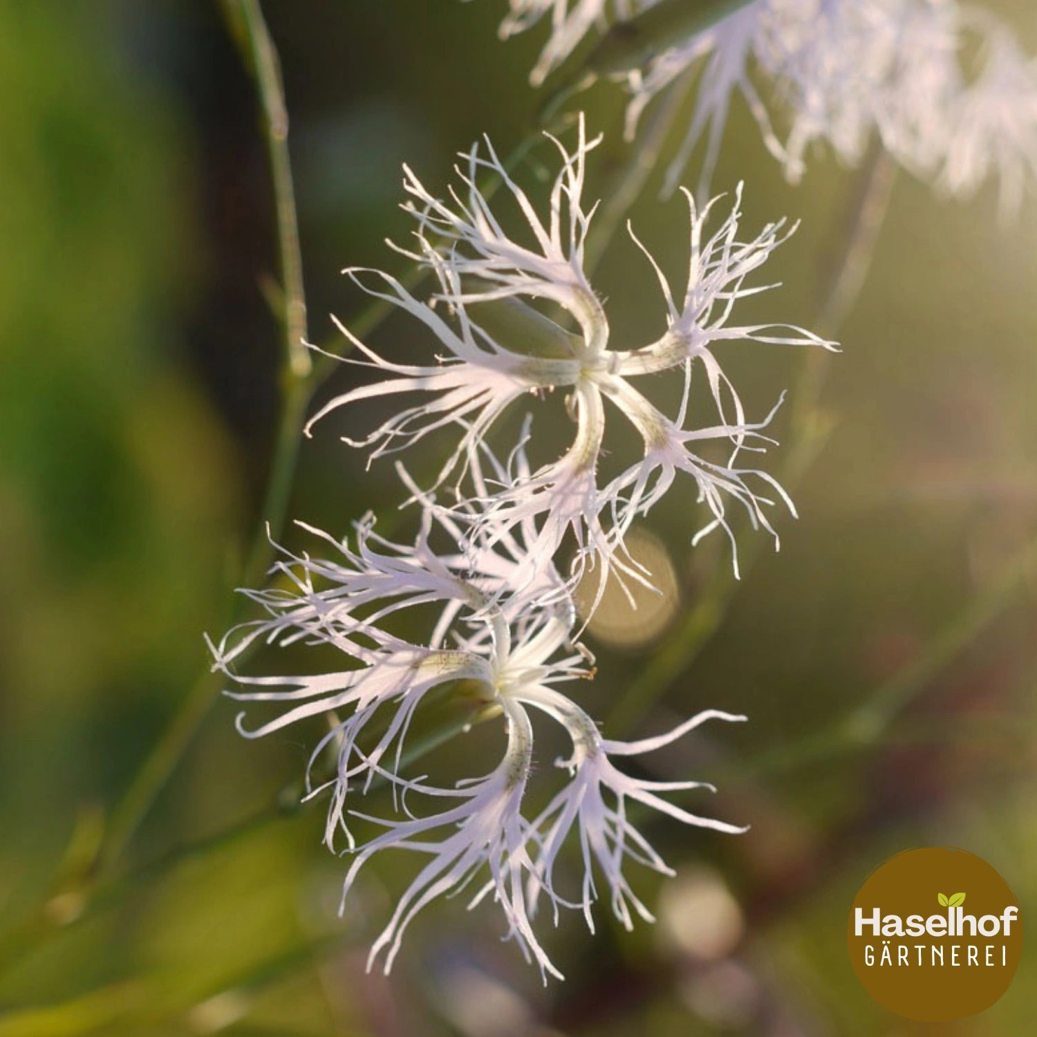 Dianthus superbus