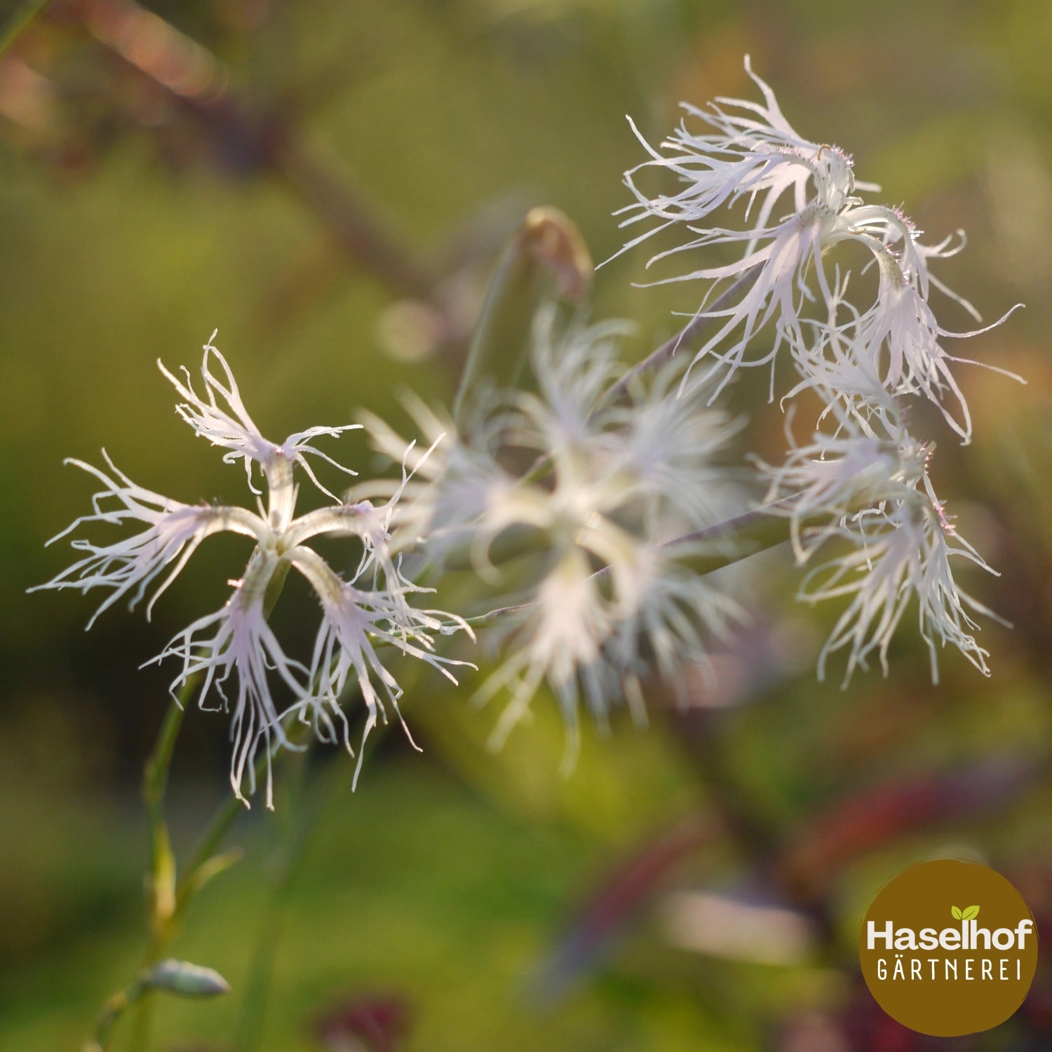 Dianthus superbus