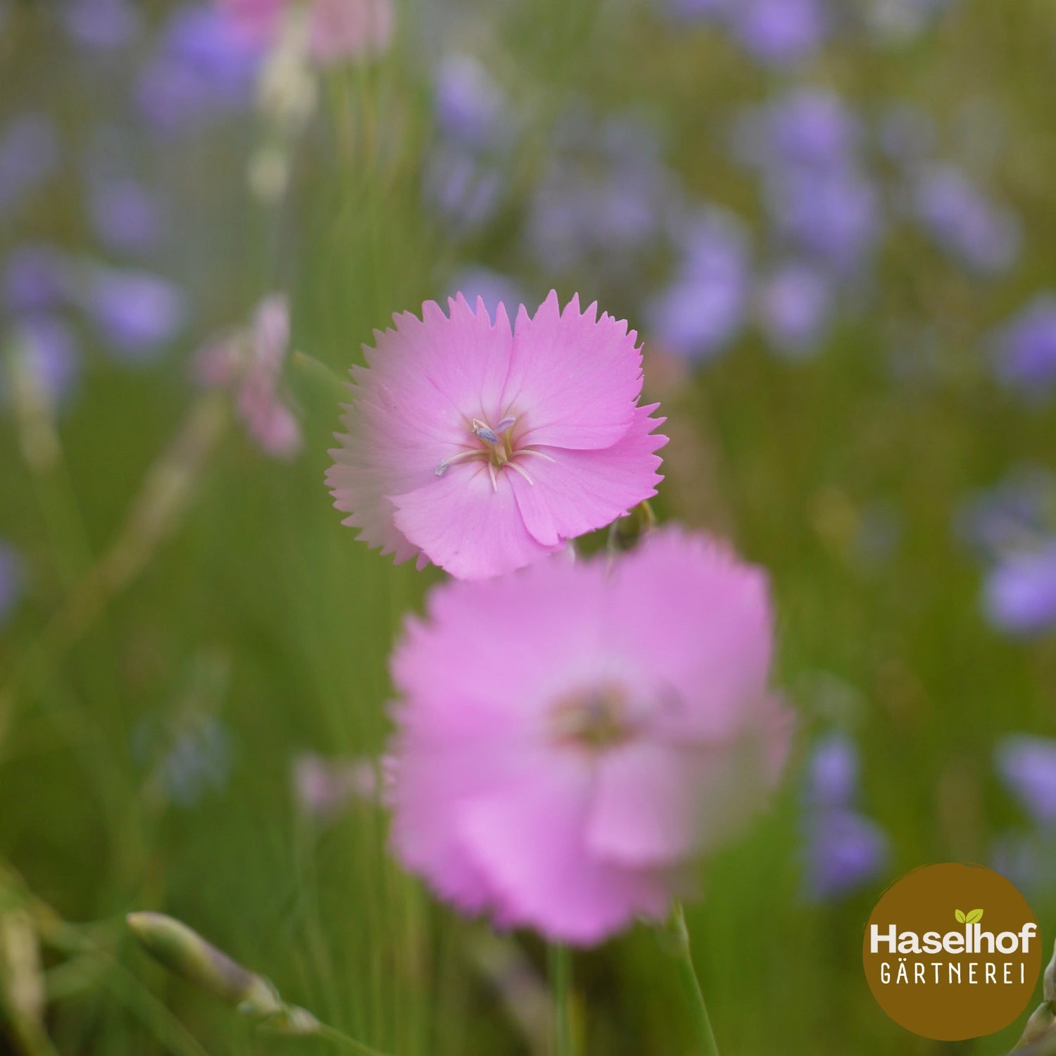 Dianthus sylvestris