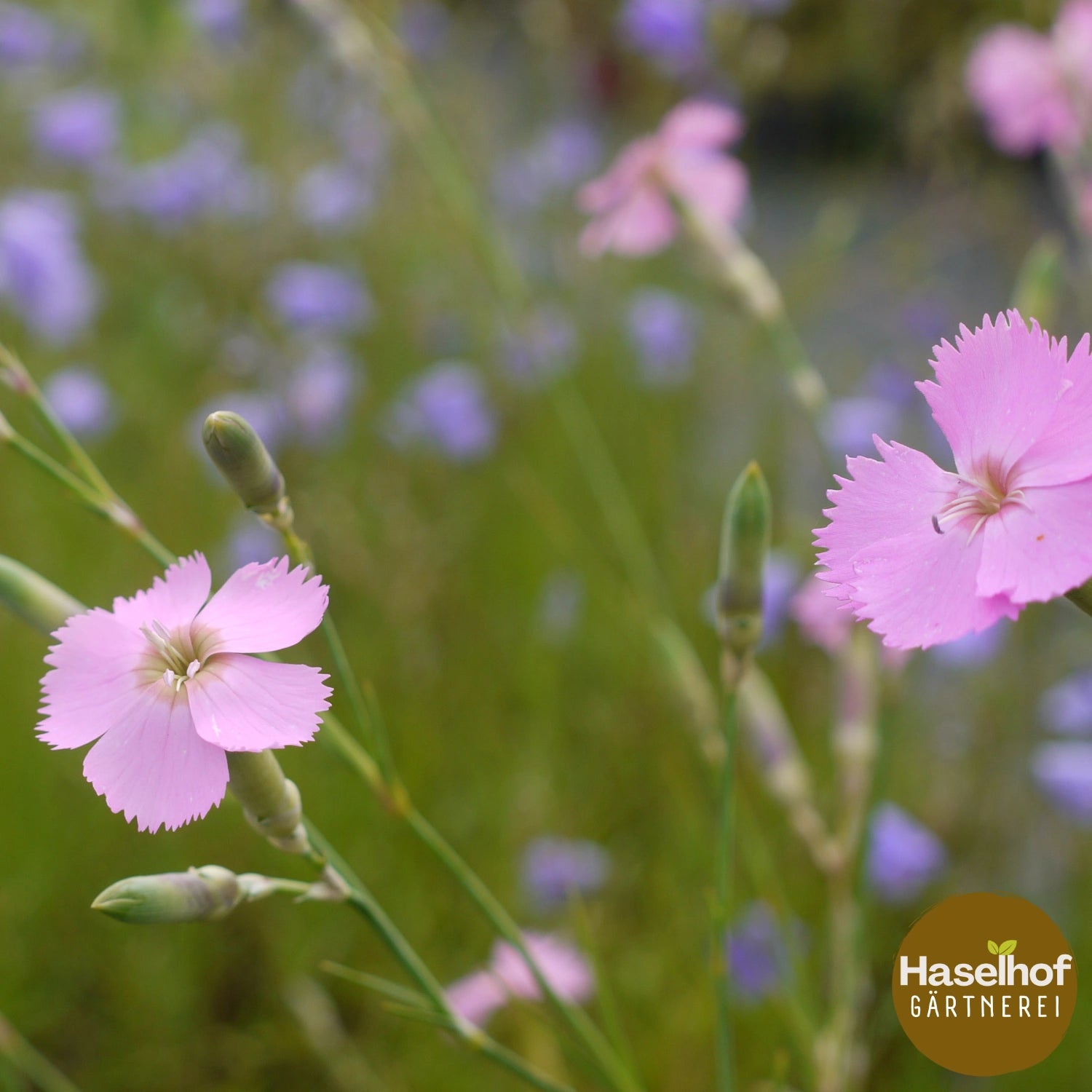 Dianthus sylvestris