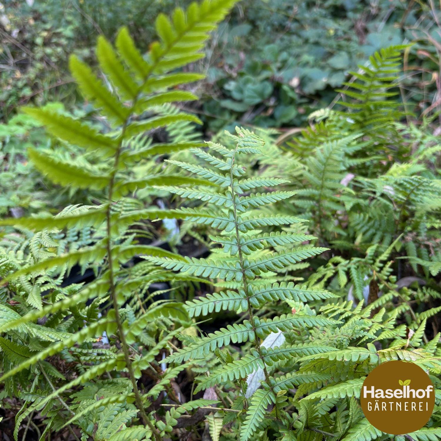 Dryopteris affinis