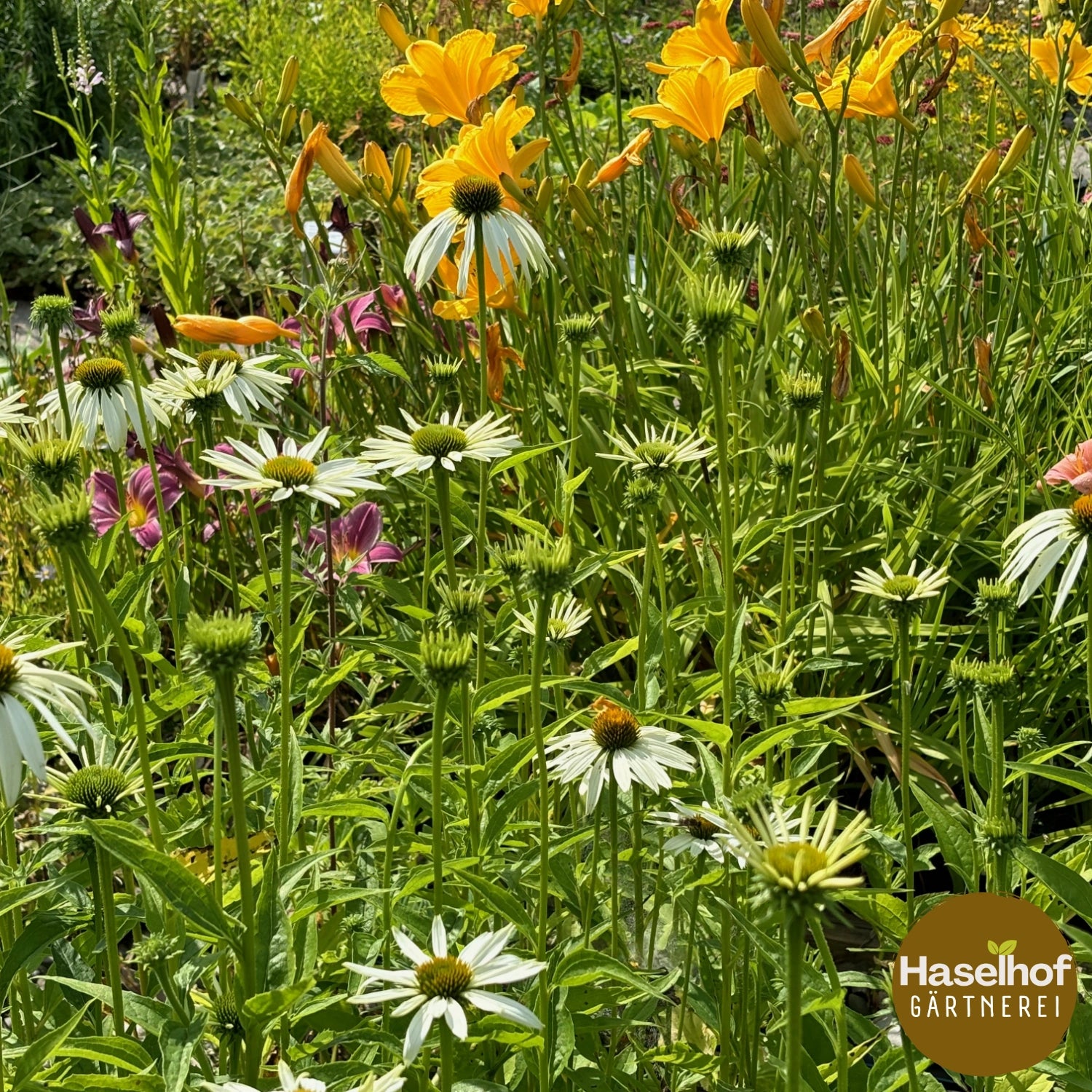 Echinacea purpurea 'Alba'