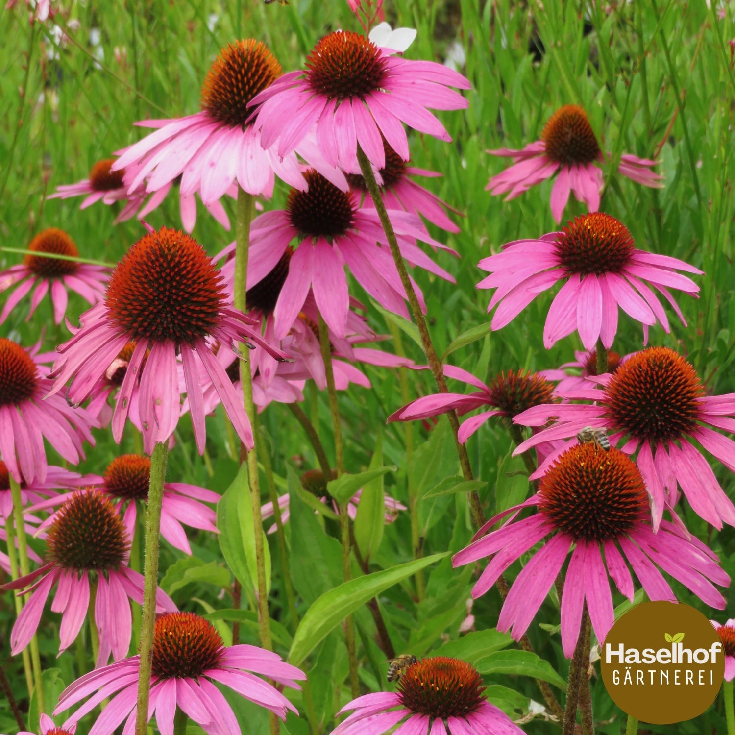 Echinacea purpurea (forme sauvage)