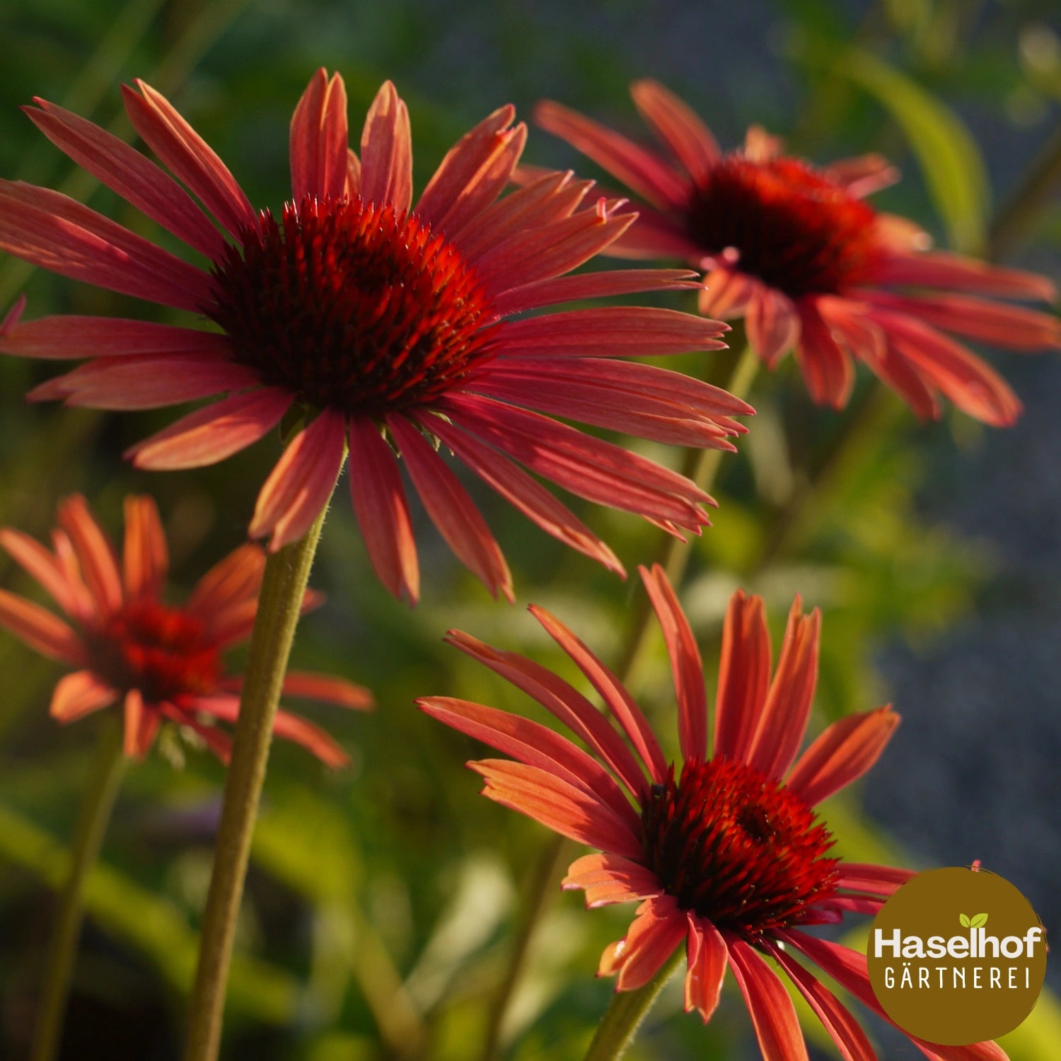 Echinacea purpurea 'Sundowner'