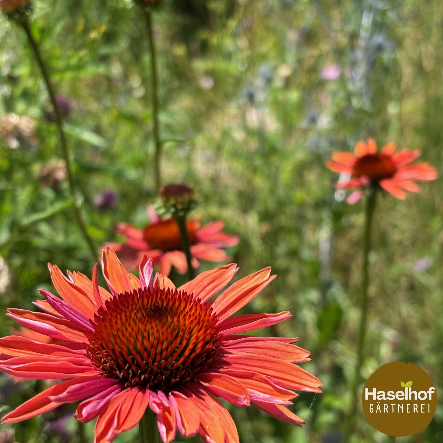 Echinacea purpurea 'Sundowner'