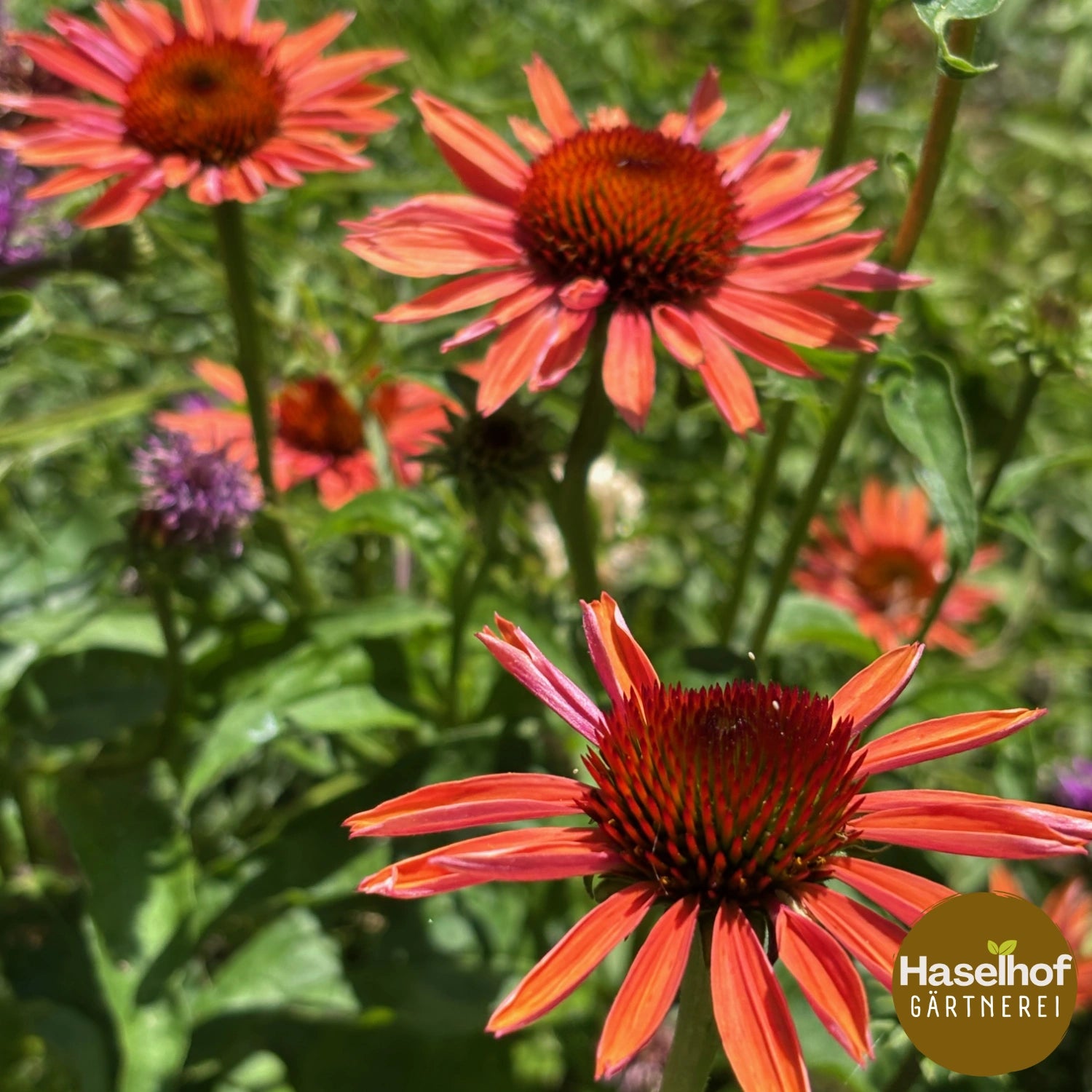 Echinacea purpurea 'Sundowner'