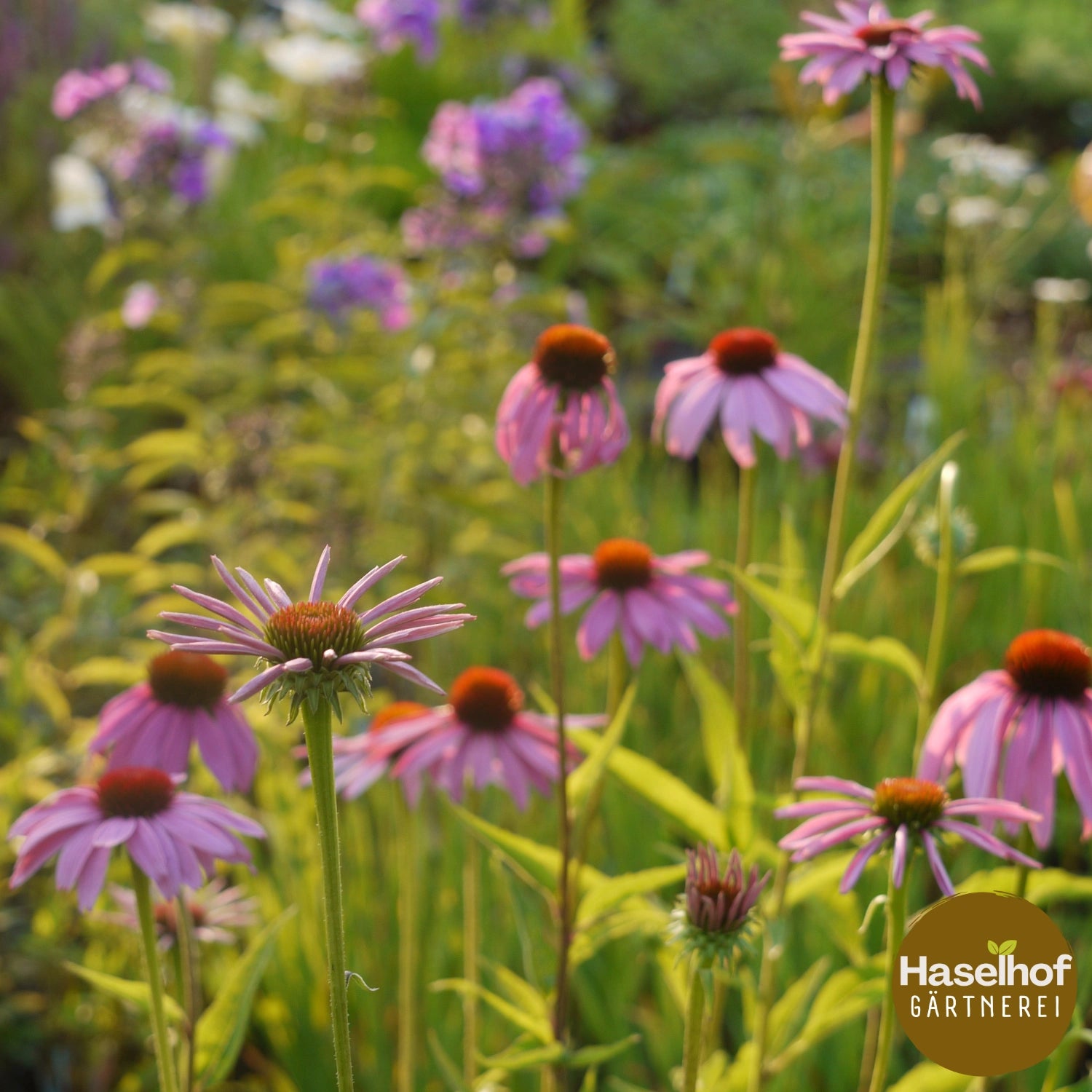 Echinacea purpurea (forme sauvage)