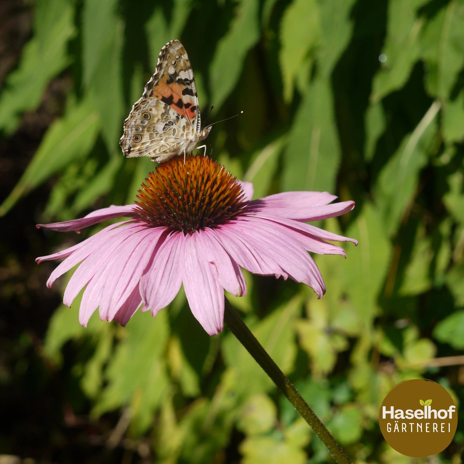 Echinacea purpurea (forme sauvage)