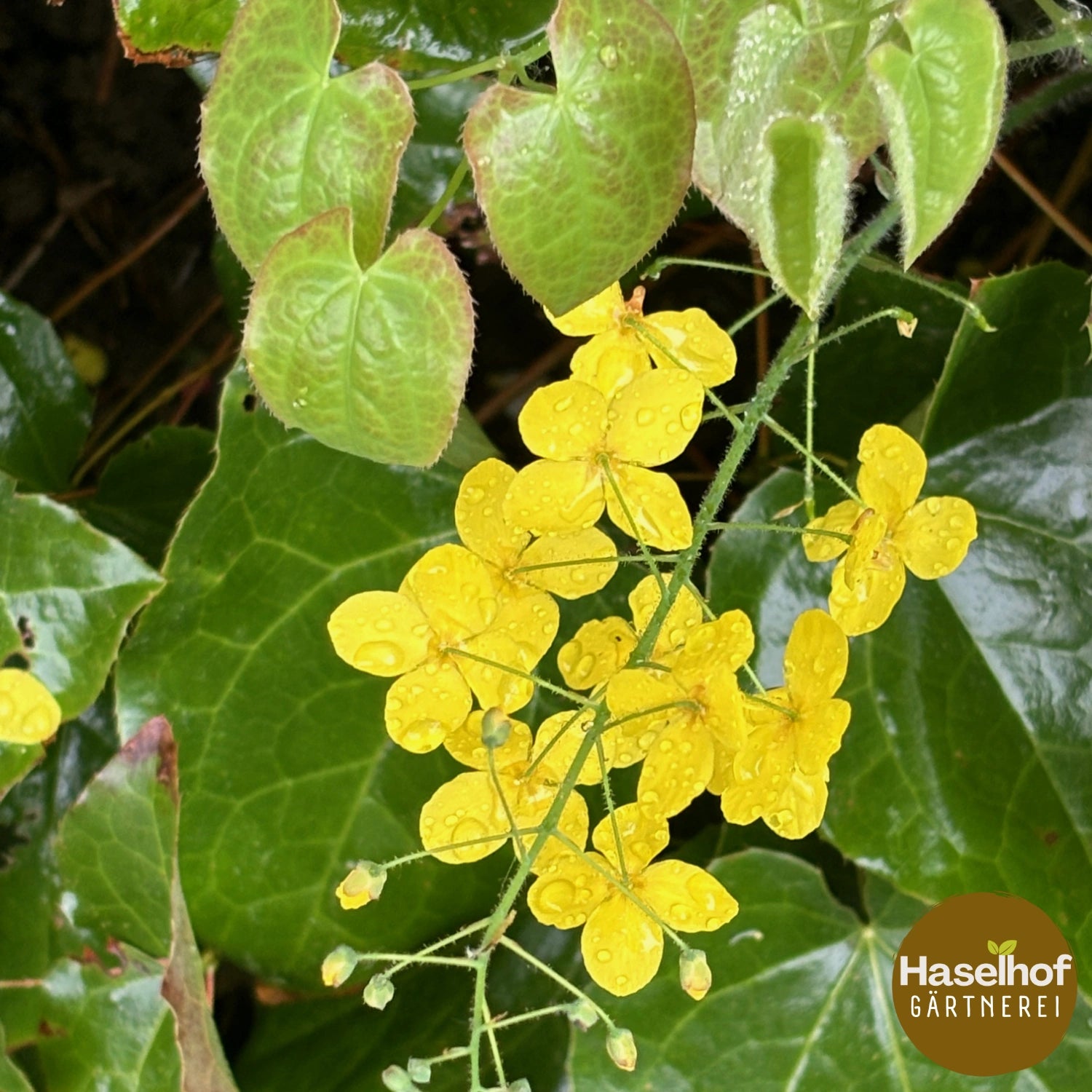 Epimedium (x) `Frohnleiten`