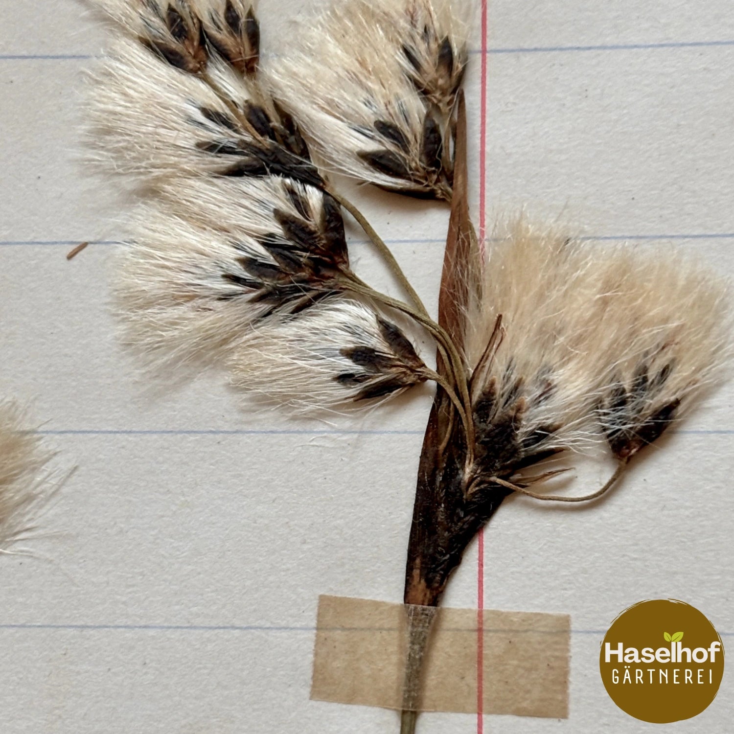 Linaigrette à feuilles étroites