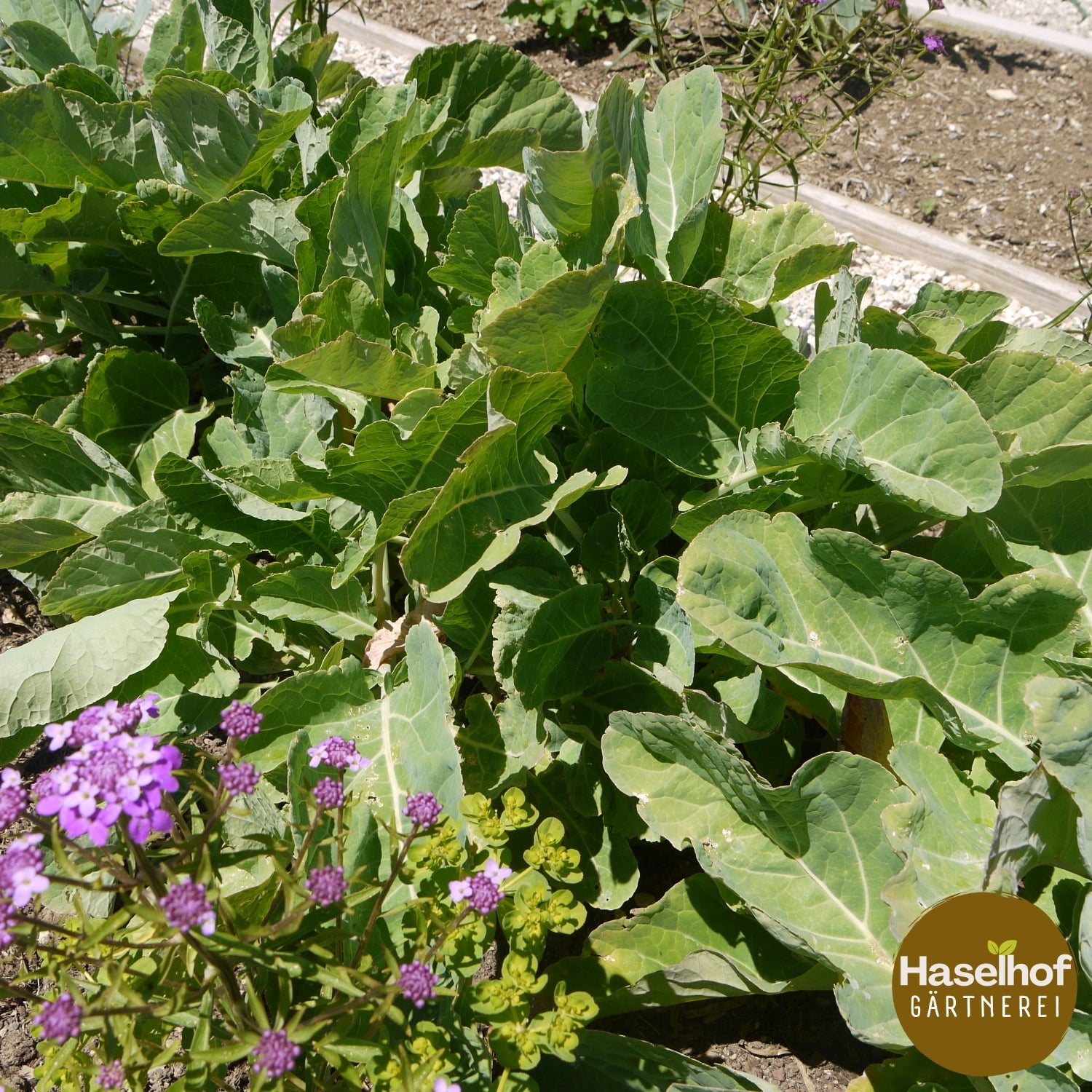 Chou vivace Brassica species