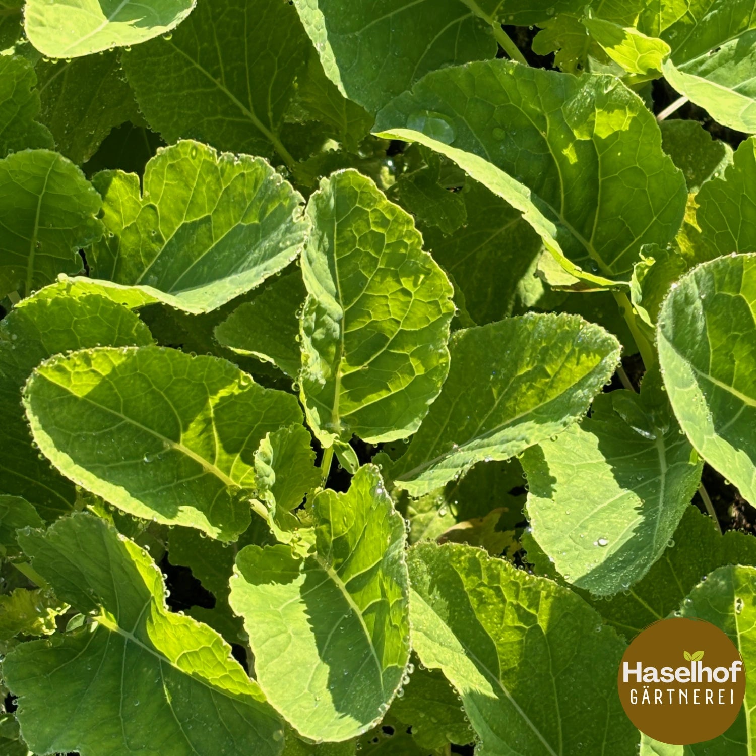 Chou vivace Brassica species