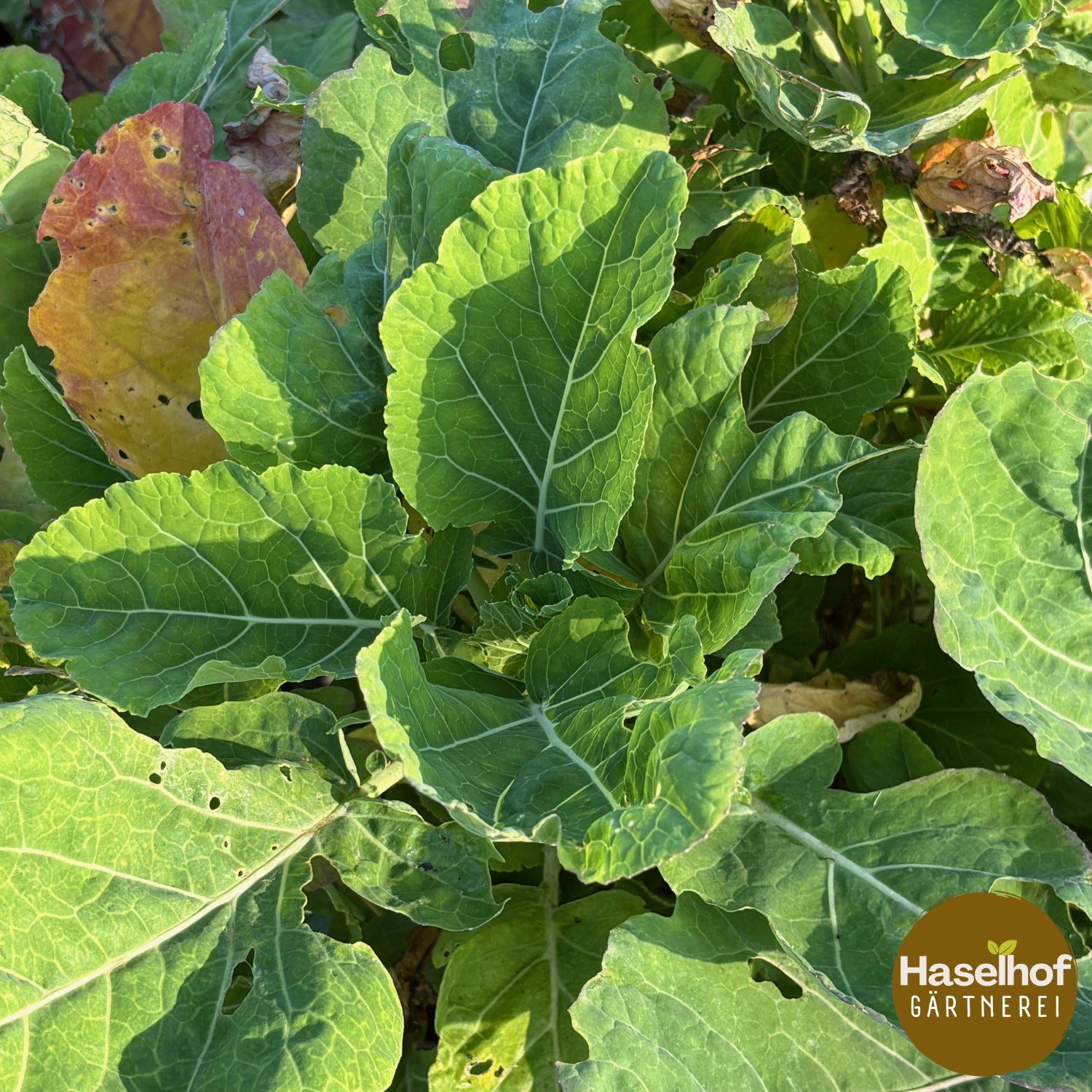 Chou vivace Brassica species
