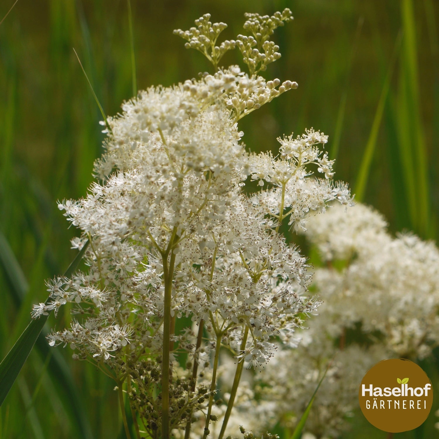 Filipendula ulmaria