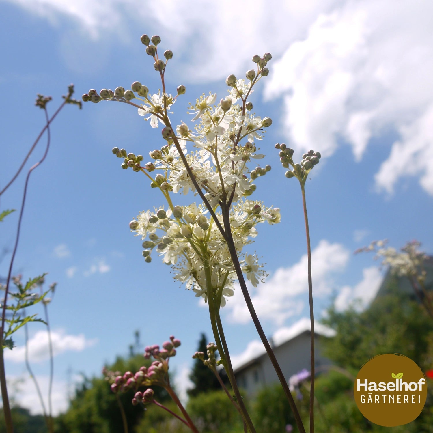 Filipendula vulgaris