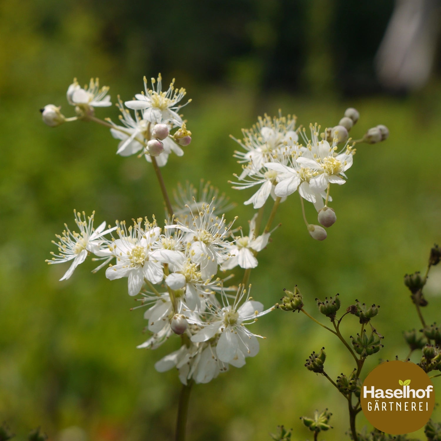 Filipendula vulgaris