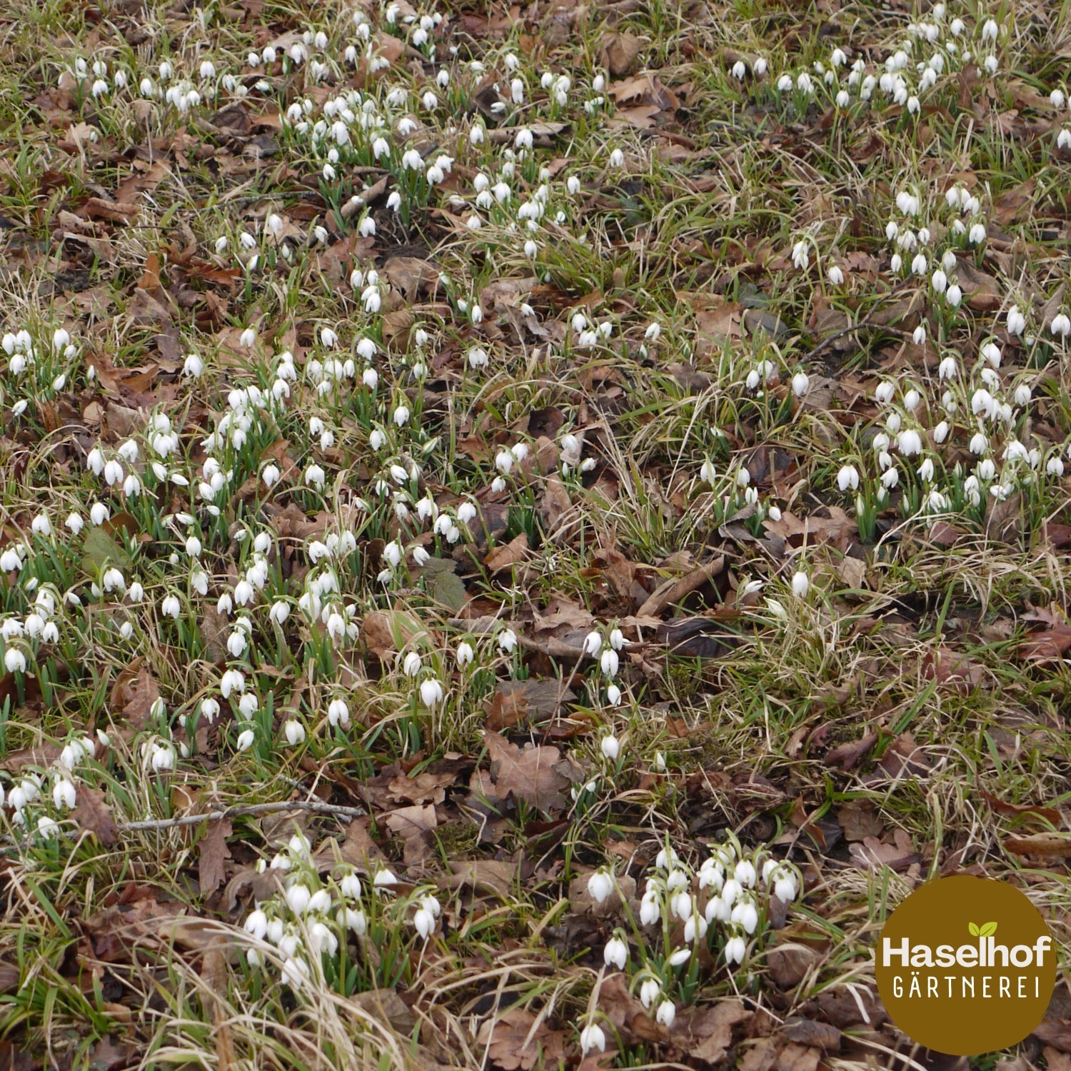 Galanthus nivalis (forme cultivée)