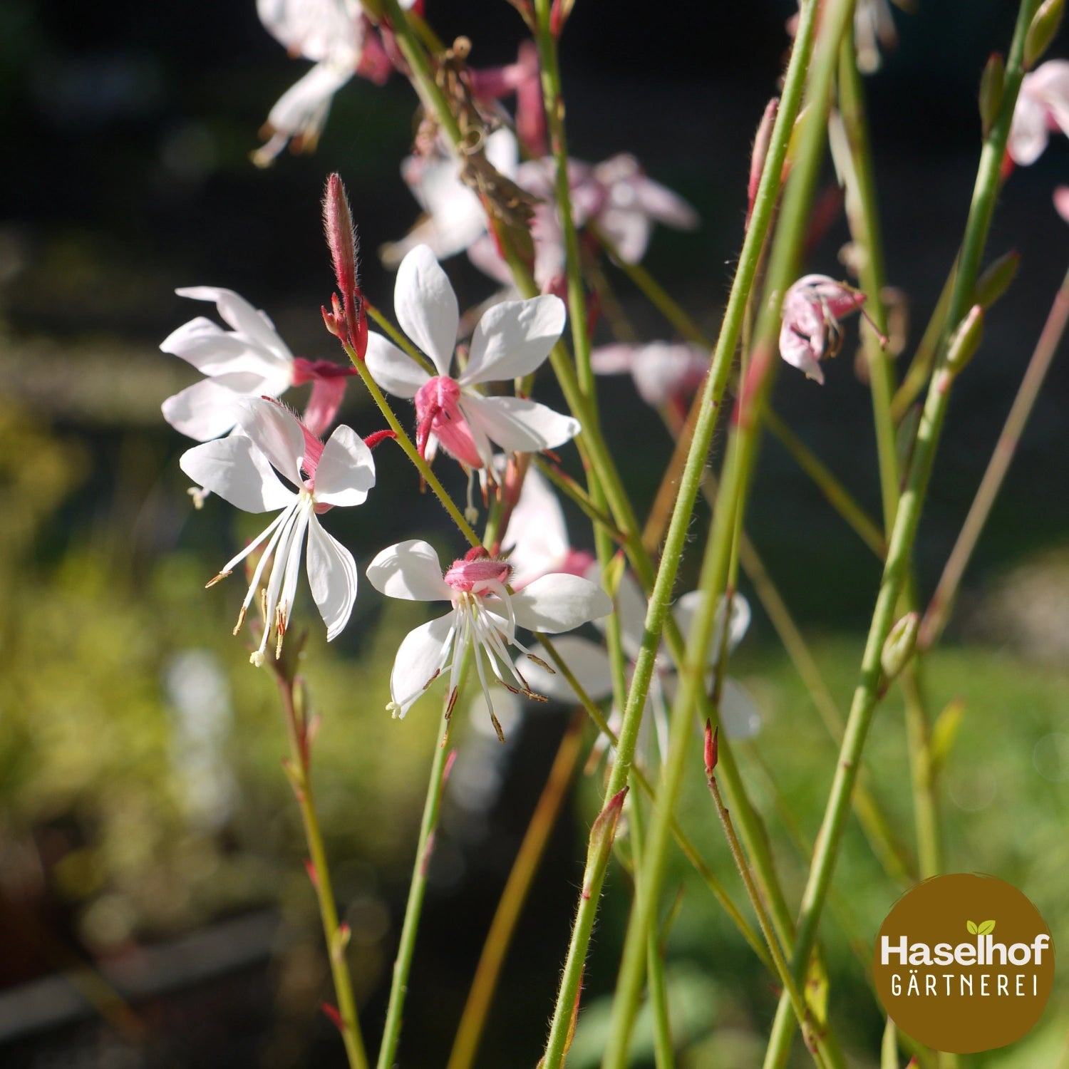 Gaura lindheimeri ‘Summer Breeze’