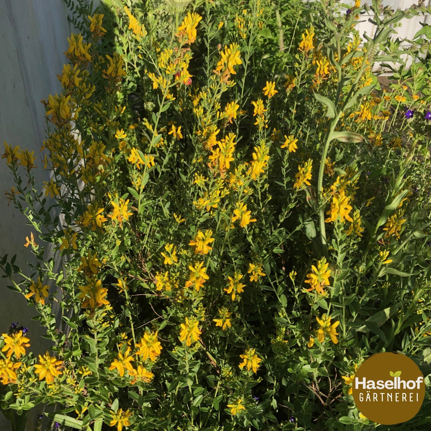 Genista tinctoria