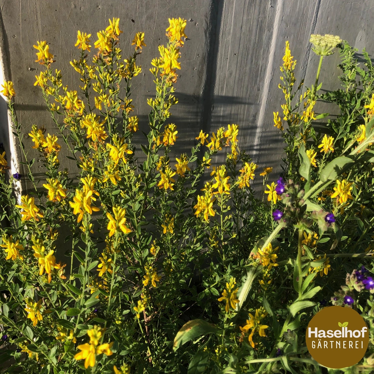 Genista tinctoria