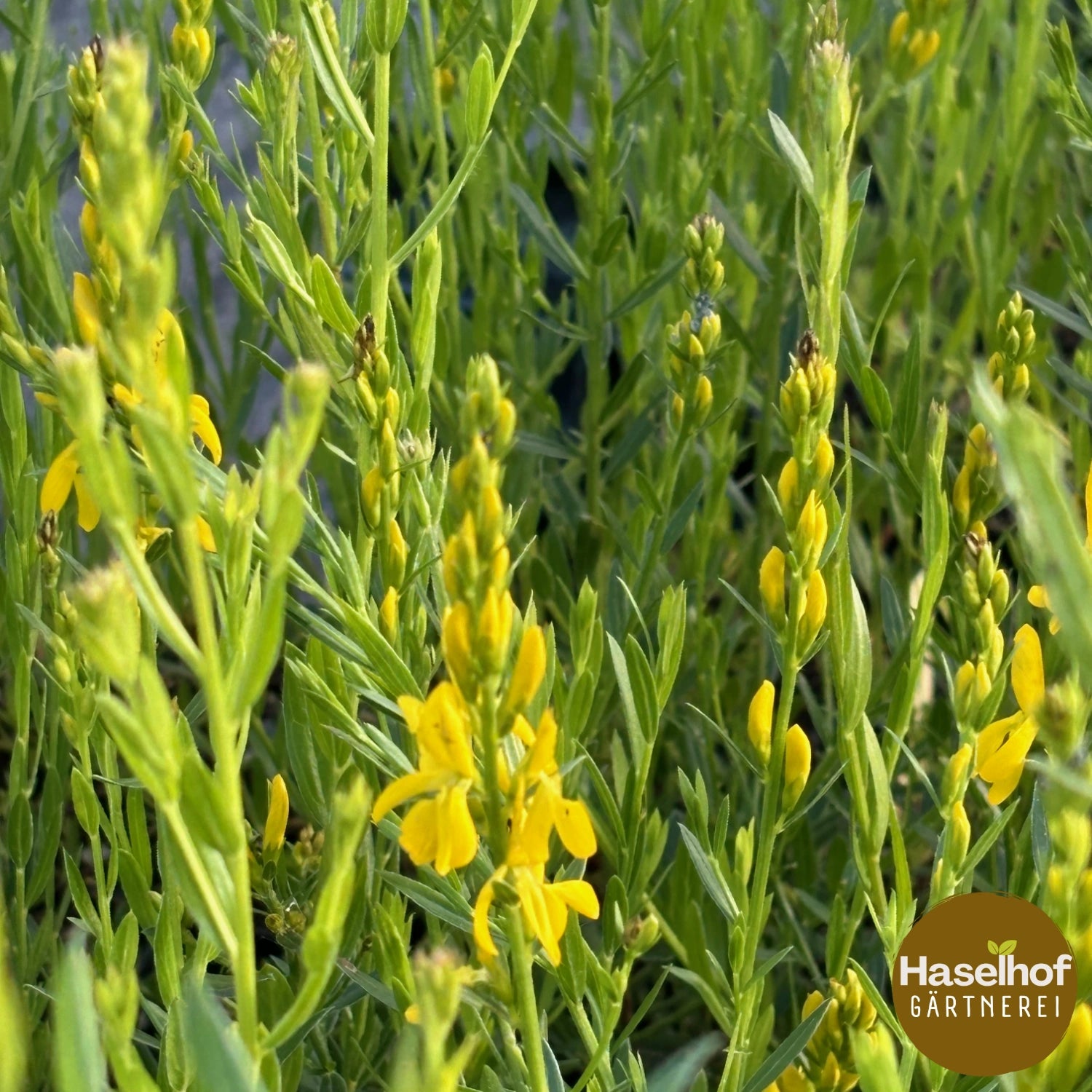 Genista tinctoria