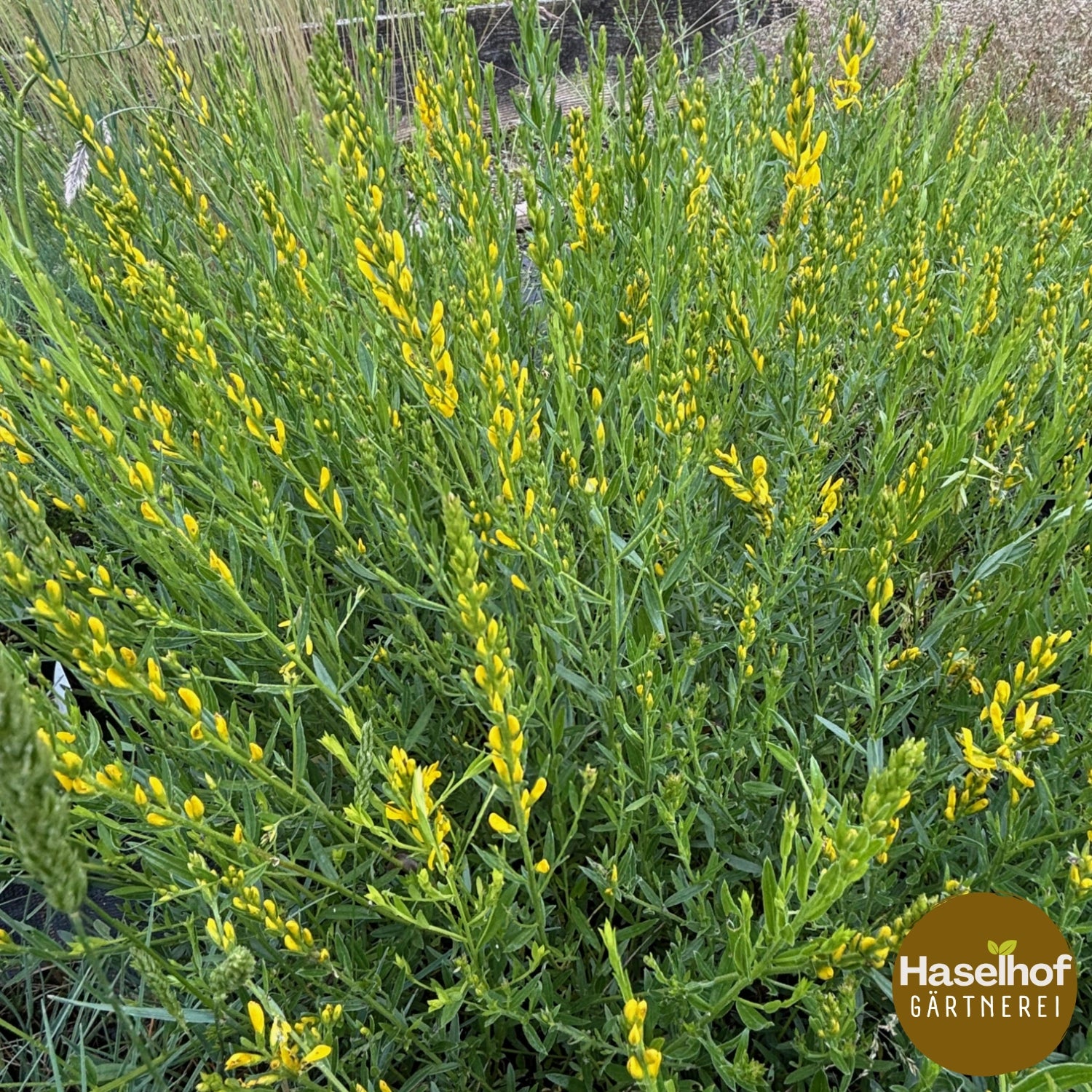 Genista tinctoria