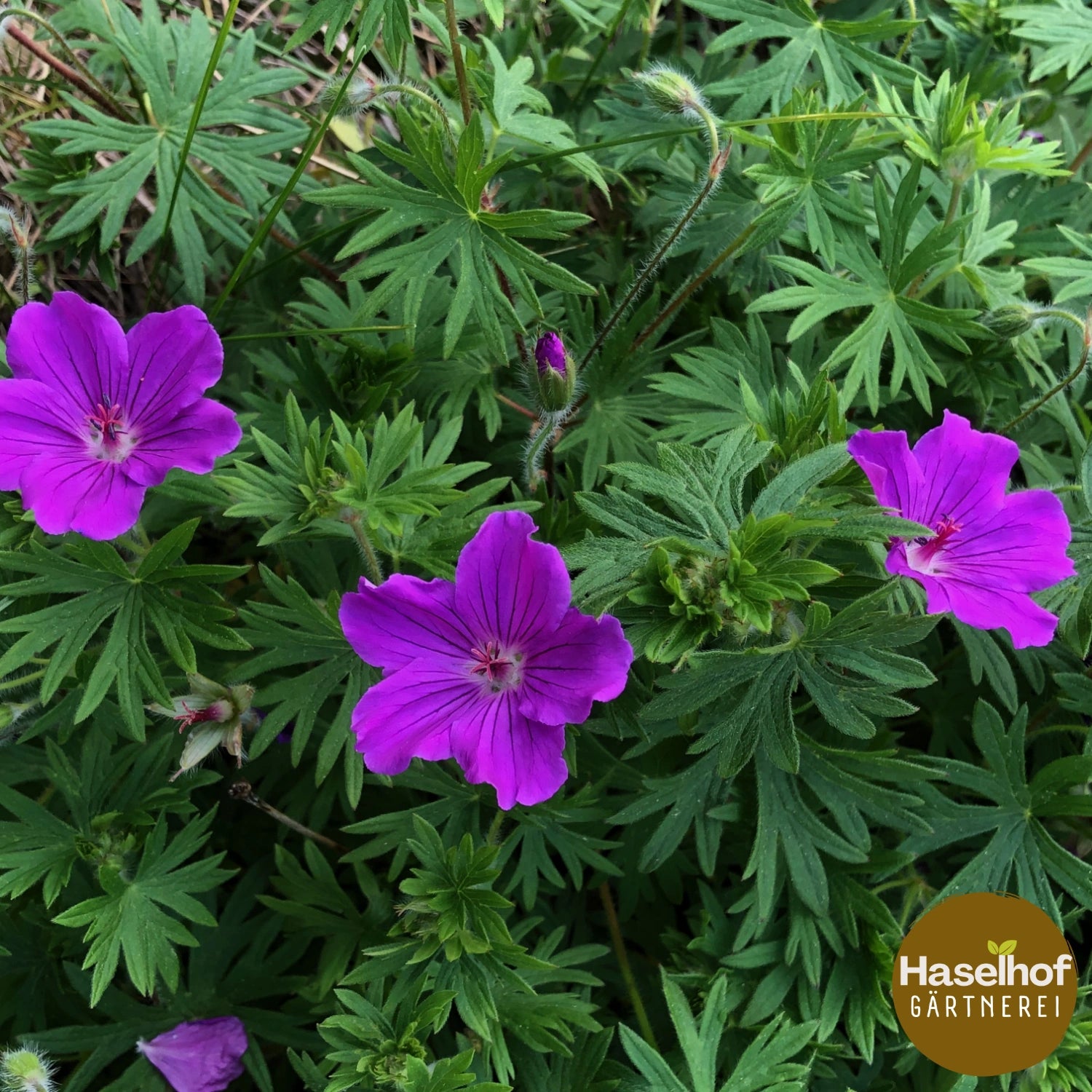 Geranium `Tiny Monster`