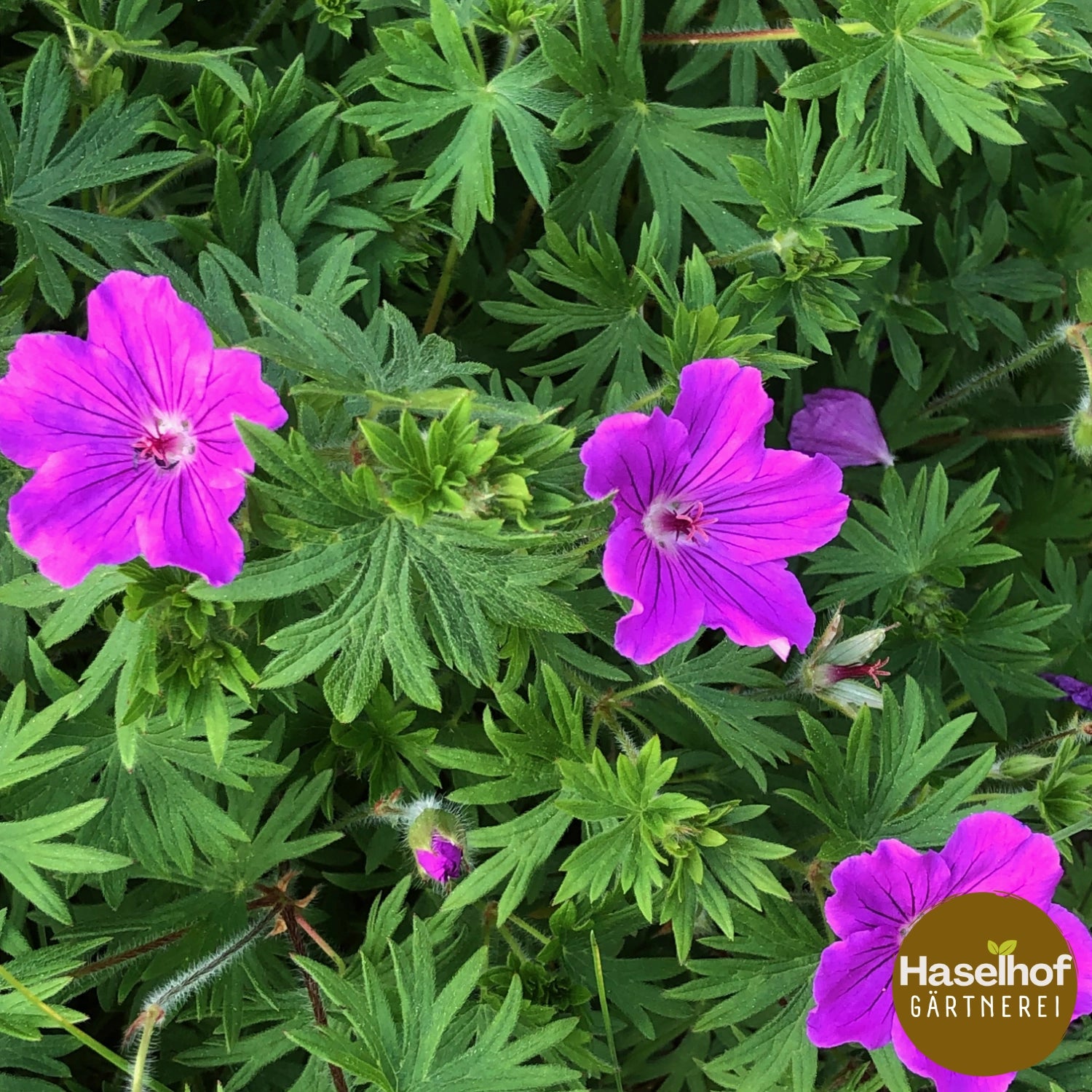 Geranium `Tiny Monster`