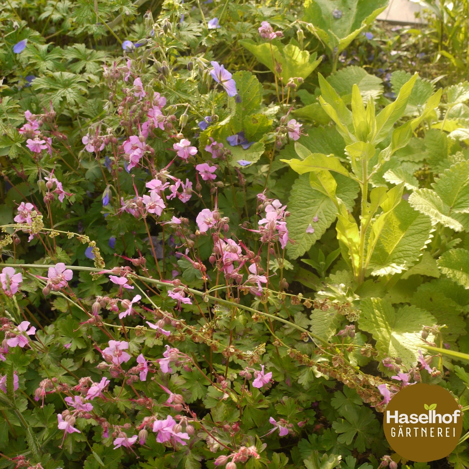 Geranium cantabrigiense `Berggarten`